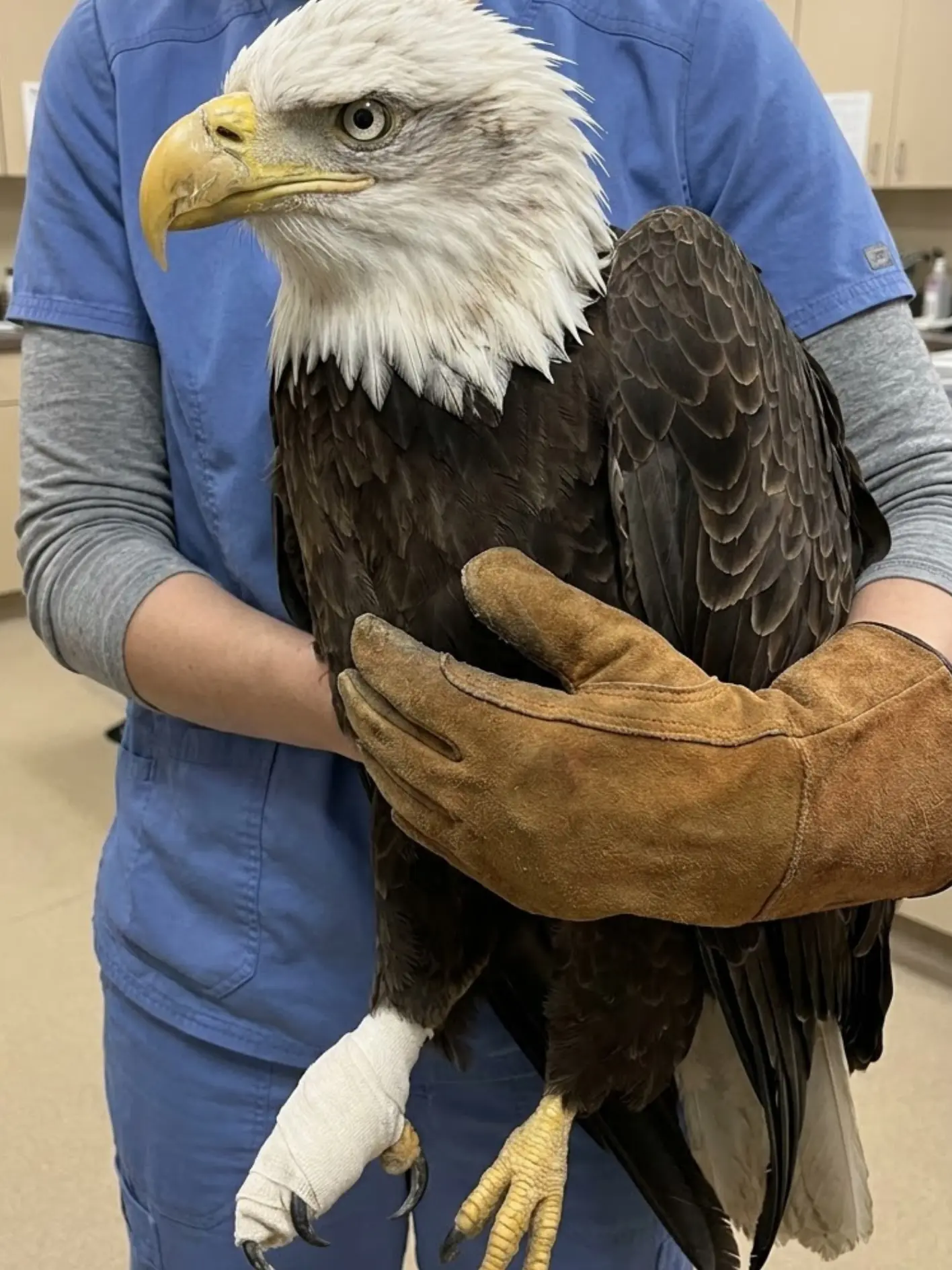 Bald Eagle Admitted With a Serious Foot Injury — Veterinarians Stabilize the Leg as They Determine Whether Full Function Can Be Restored