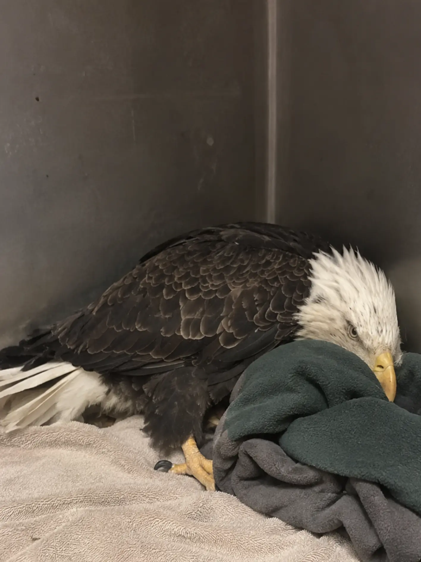 Bald Eagles Recovered From the DDT Era — But Lead Ammunition Remains a Serious Threat Across the United States