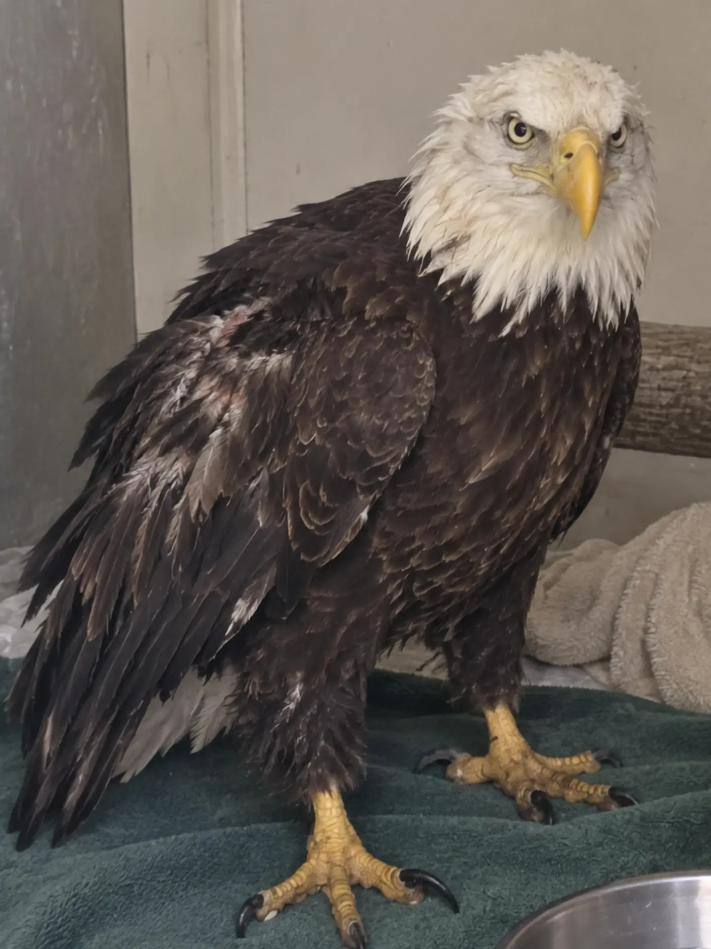 Bald Eagle Found Collapsed in a Shallow Marsh Is Standing Again Just One Week Later — Rehabilitators Say the Change Has Been Remarkable