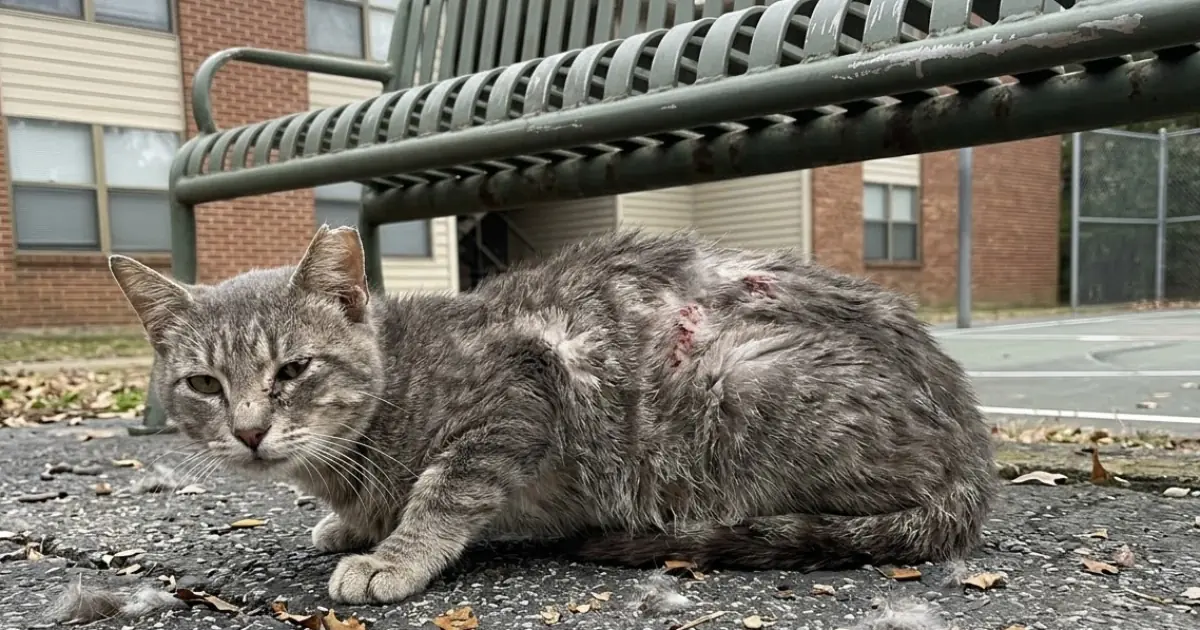 An Injured Stray Cat Was Found at a Basketball Court—and How We Helped Save His Life