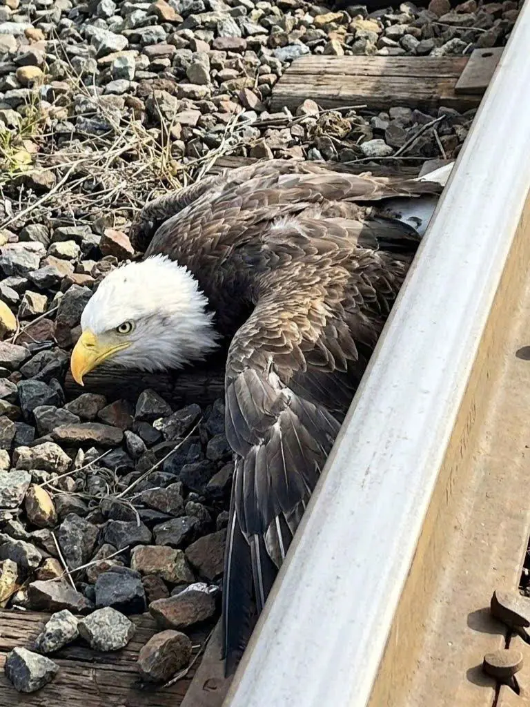 Bald Eagle Found Trapped Along Railroad Tracks and Unable to Fly — Rescuers Race to Remove It Before Another Train Passes