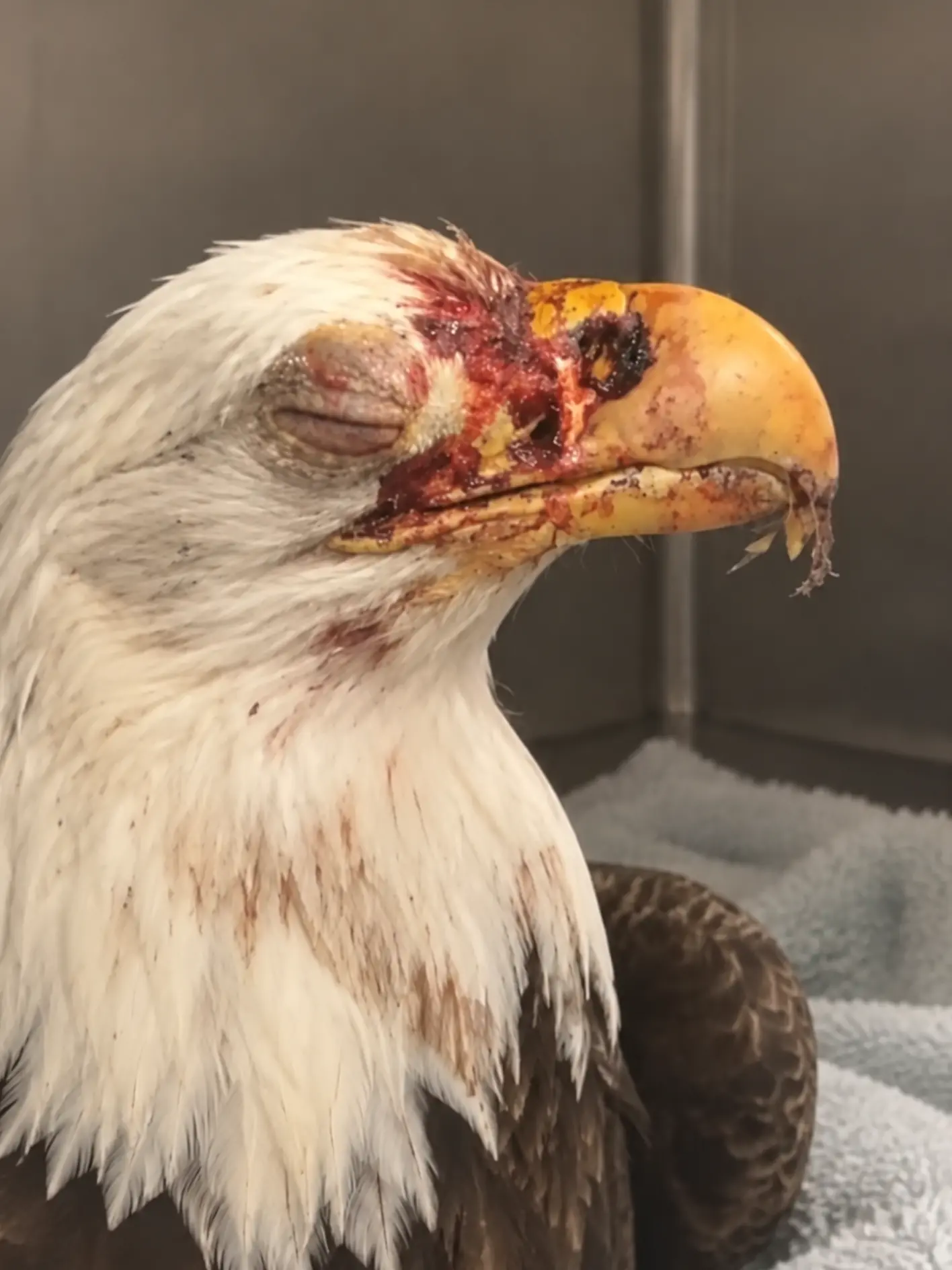 Bald Eagle Severely Injured During an Aerial Territorial Fight — Six Weeks Later, It Returned to the Wild
