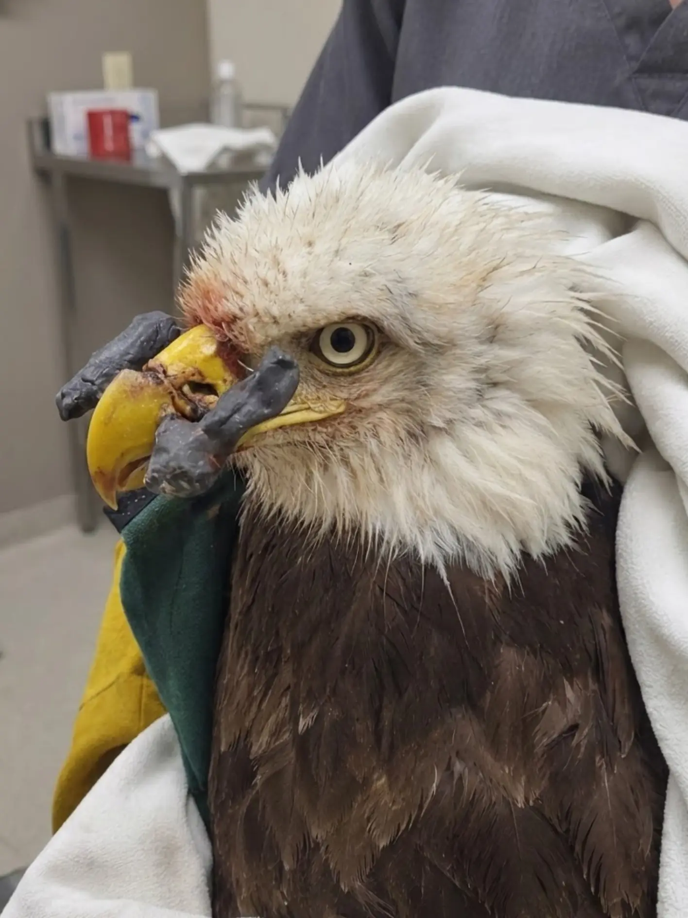 Bald Eagle Found With a Devastating Beak Injury — Veterinarians Suspect a Gunshot Fractured the Upper Beak and Jaw