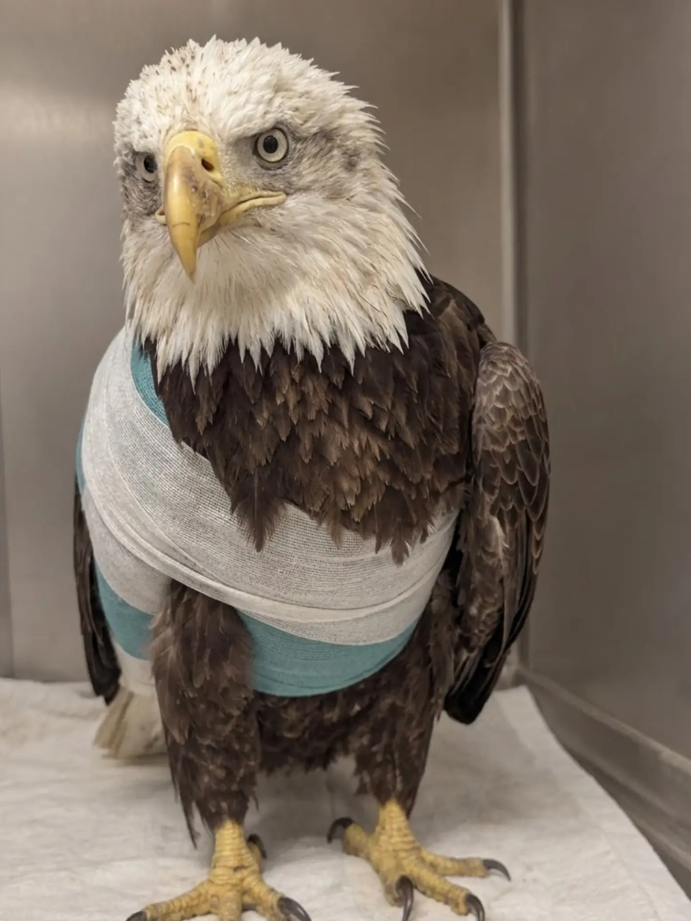 Bald Eagle Found With a Severe Open Wing Fracture — After a Two-Hour Emergency Transport, Its Recovery Is Finally Moving in the Right Direction