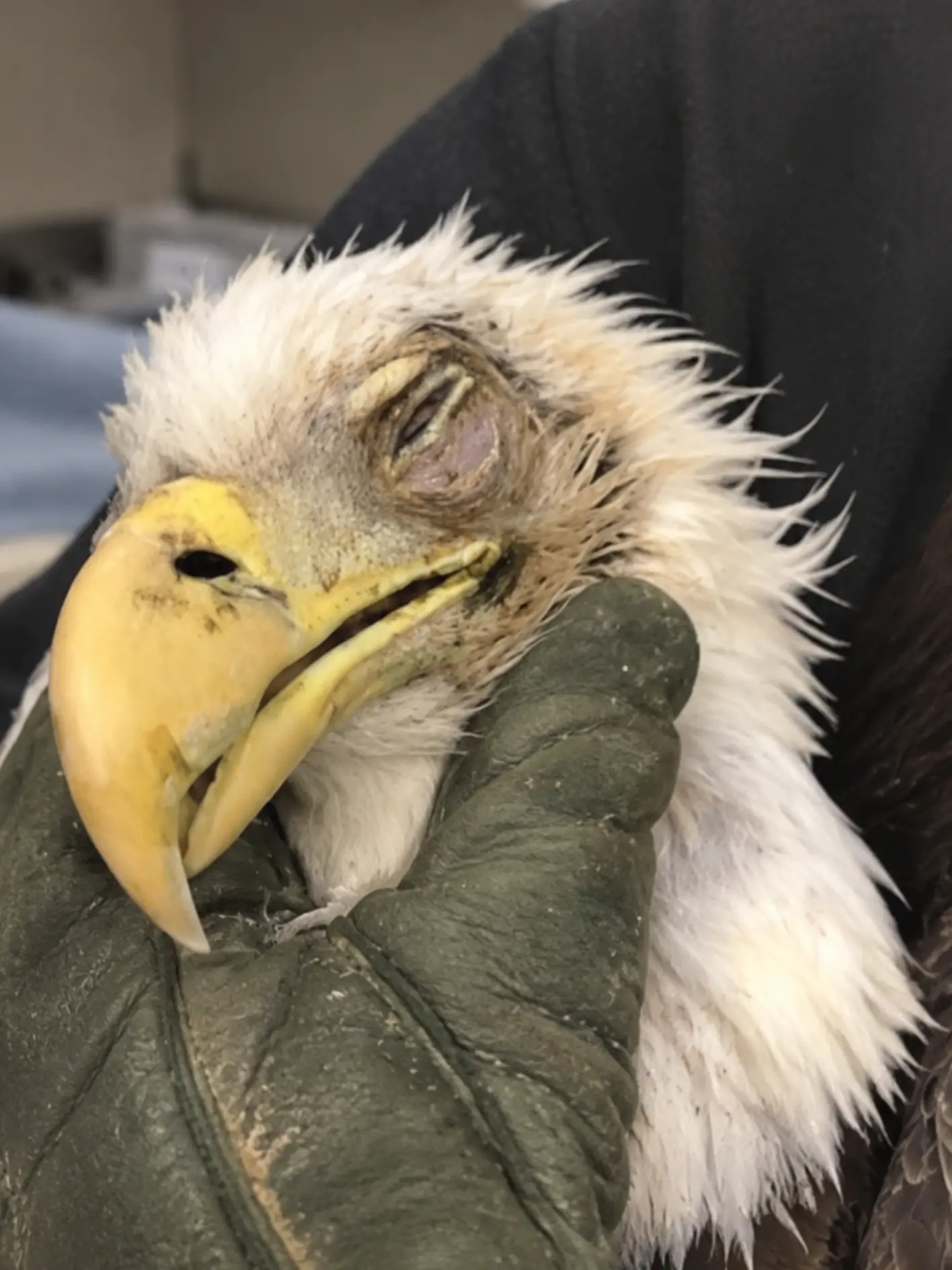 Bald Eagle Found Critically Ill Along a Rural Road — What First Looked Like a Vehicle Strike Turned Out to Be Something Else