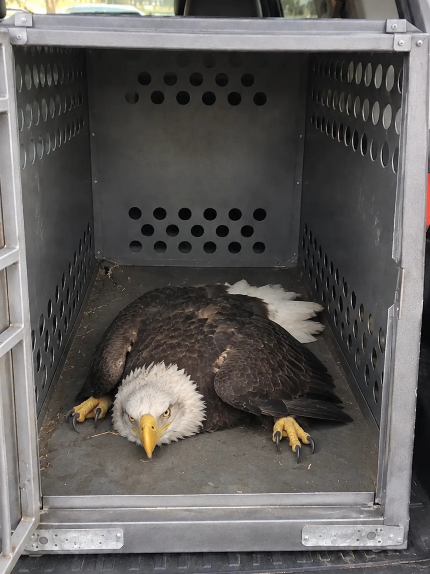 Bald Eagle Struck by a Vehicle Along a Connecticut Highway — Police and Animal Control Rush the Injured Bird Into Emergency Care