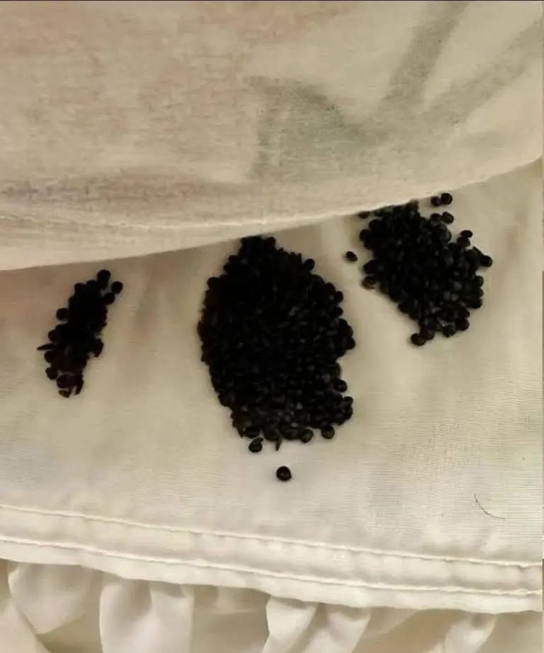 I found this under my mattress – at first I thought they were insect eggs, but the reality really surprised…