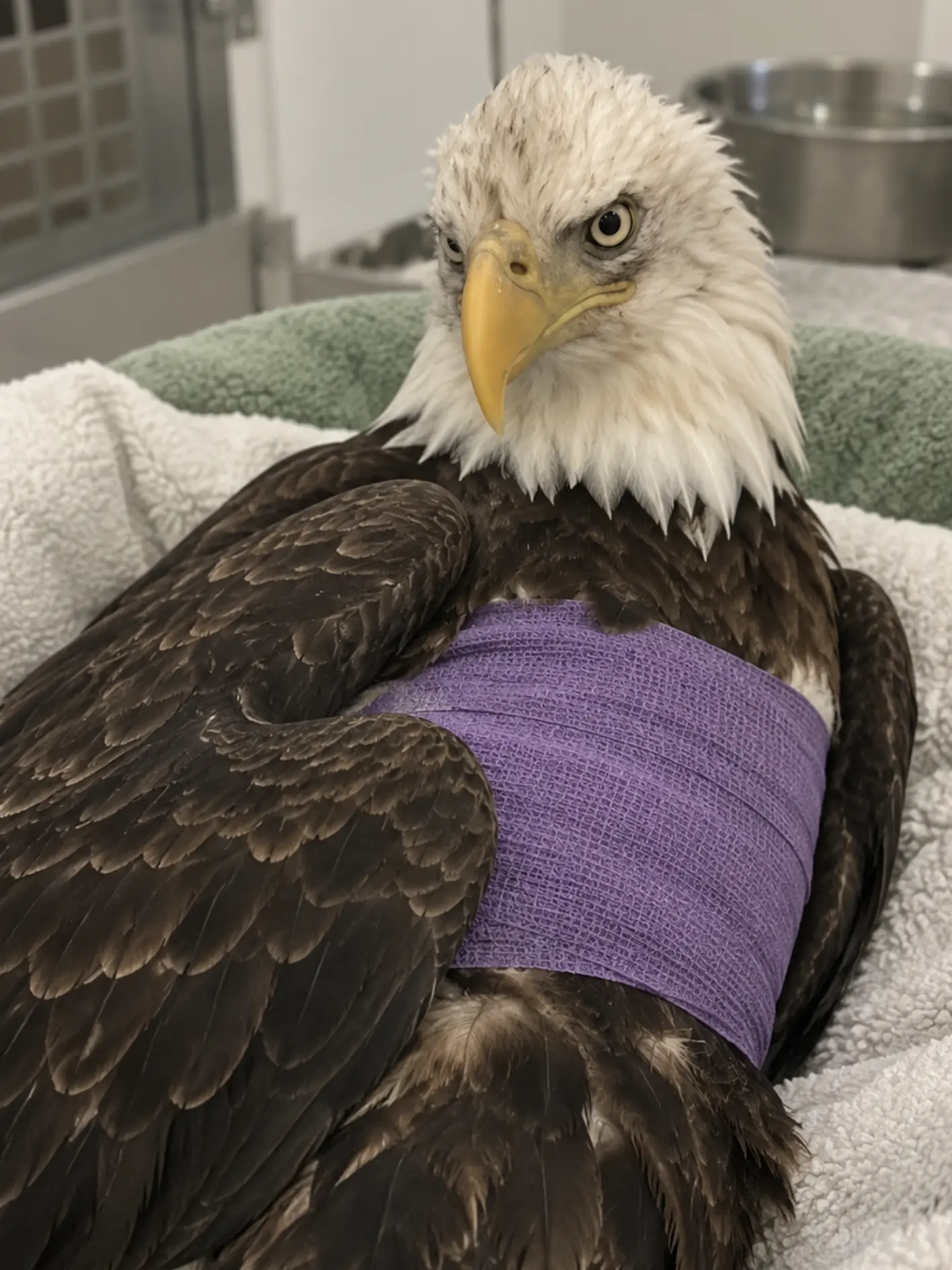 Bald Eagle Found With a Massive Wing Wound — X-Rays Reveal a Shattered Elbow and Evidence of Gunshot Trauma