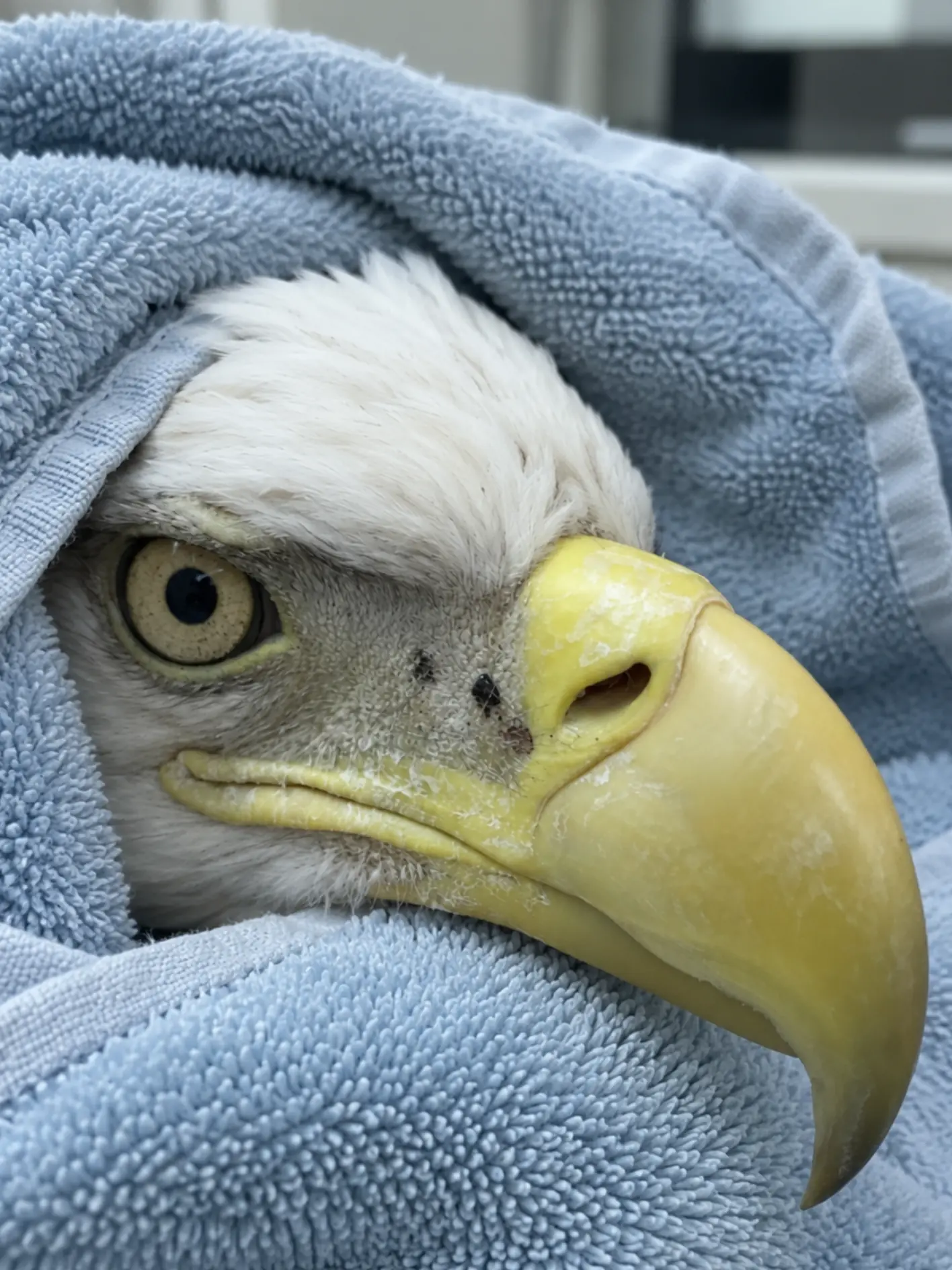 Bald Eagle Admitted With Severe Lead Poisoning — Its Unusual Sitting Posture Was the First Sign Something Was Terribly Wrong.