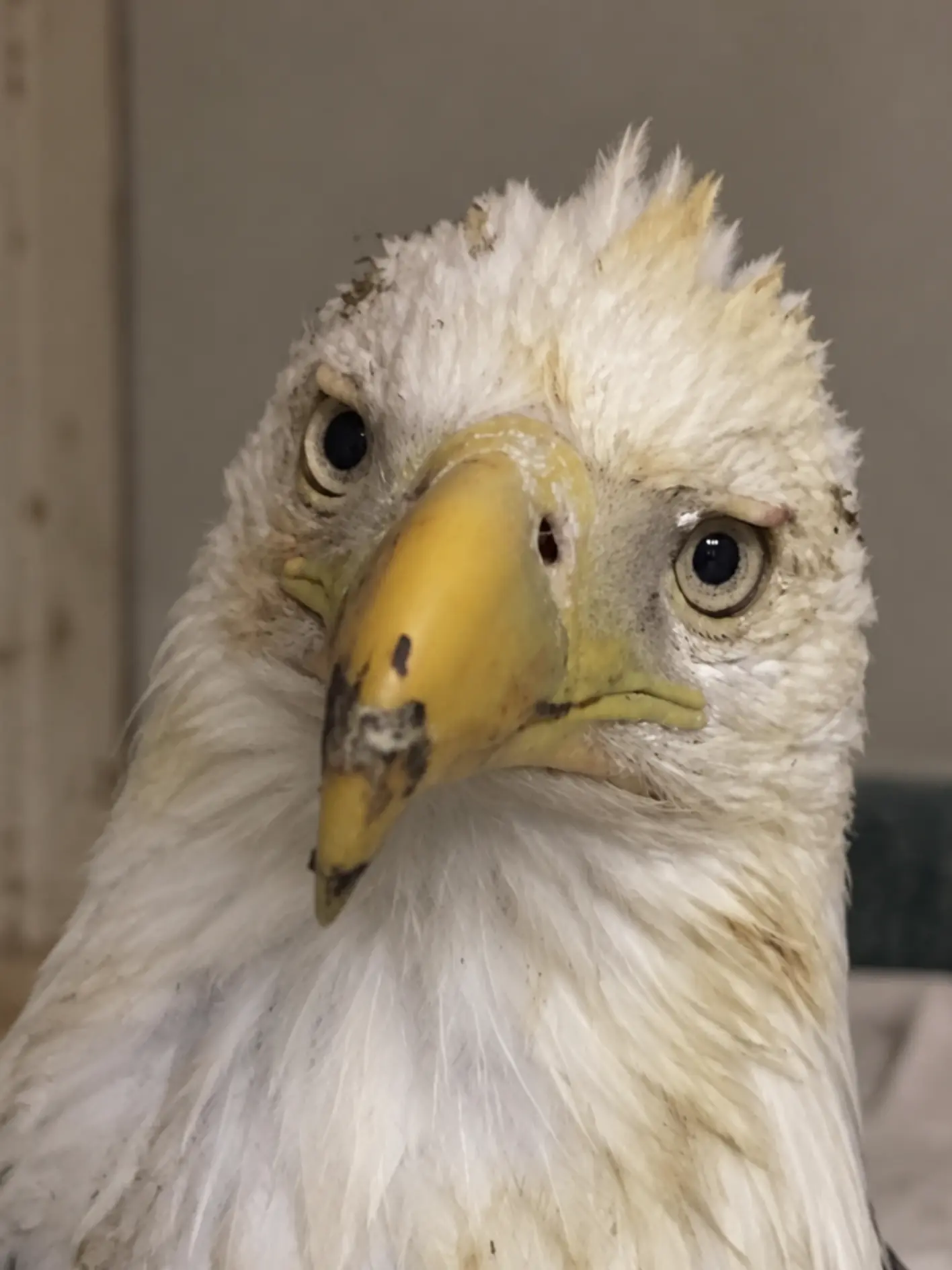 Bald Eagle Found Critically Weak in Western Wisconsin — Wildlife Advocates Renew Calls to Reduce Lead Ammunition in the Food Chain