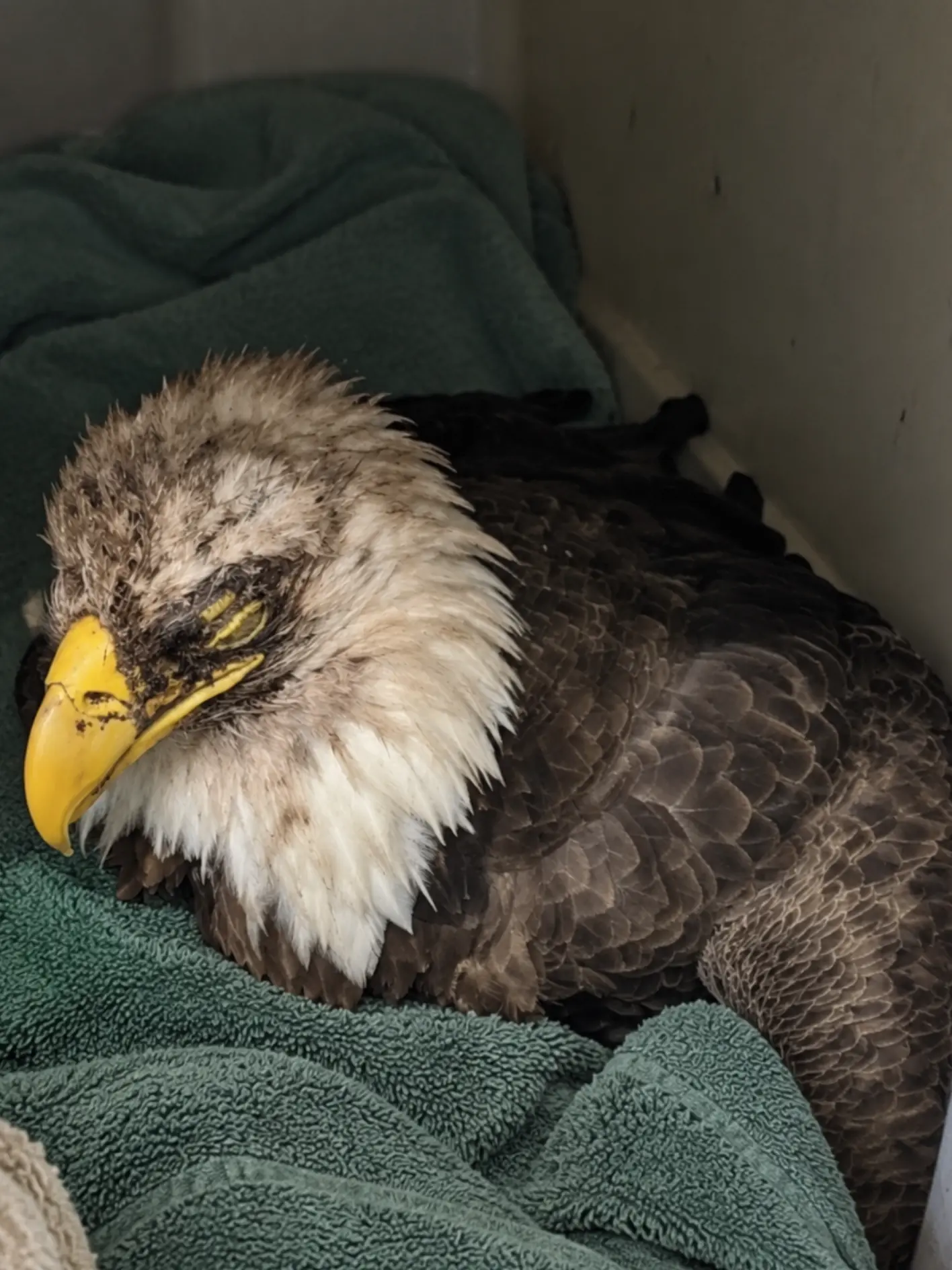 Bald Eagle Found Critically Ill Beside a Rural Road — What Rescuers First Mistook for a Vehicle Strike Turned Out to Be a Serious Medical Emergency