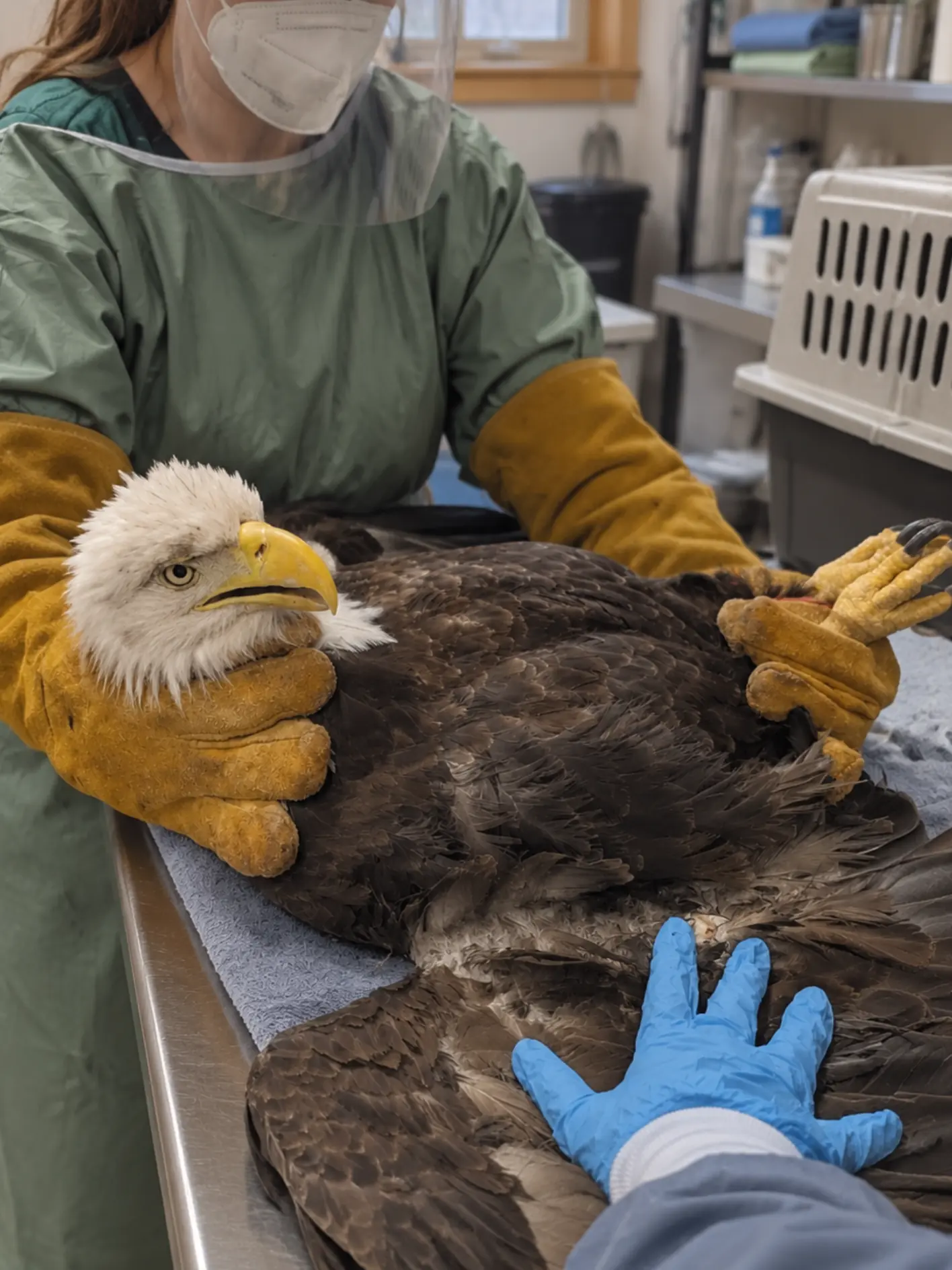 A bald eagle injured in a suspected mid-air territorial dispute has returned to the wild after two weeks.
