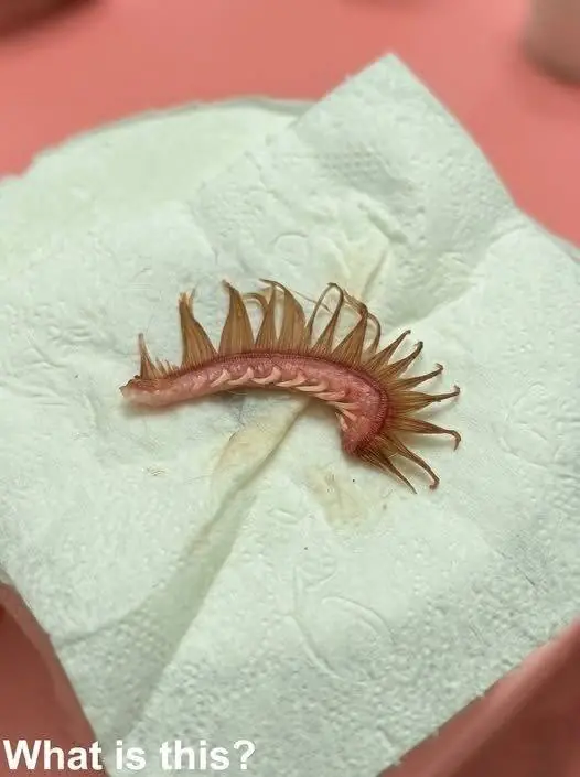 My girlfriend came home after a walk with the dog. Attached to the dog’s fur, we discovered this. We’ve been…