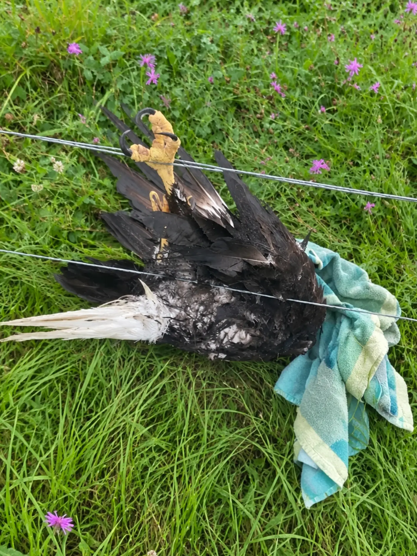 Bald Eagle Found Trapped on a Live Electric Fence — A Good Samaritan Cut the Power and Pulled the Critically Injured Bird Free