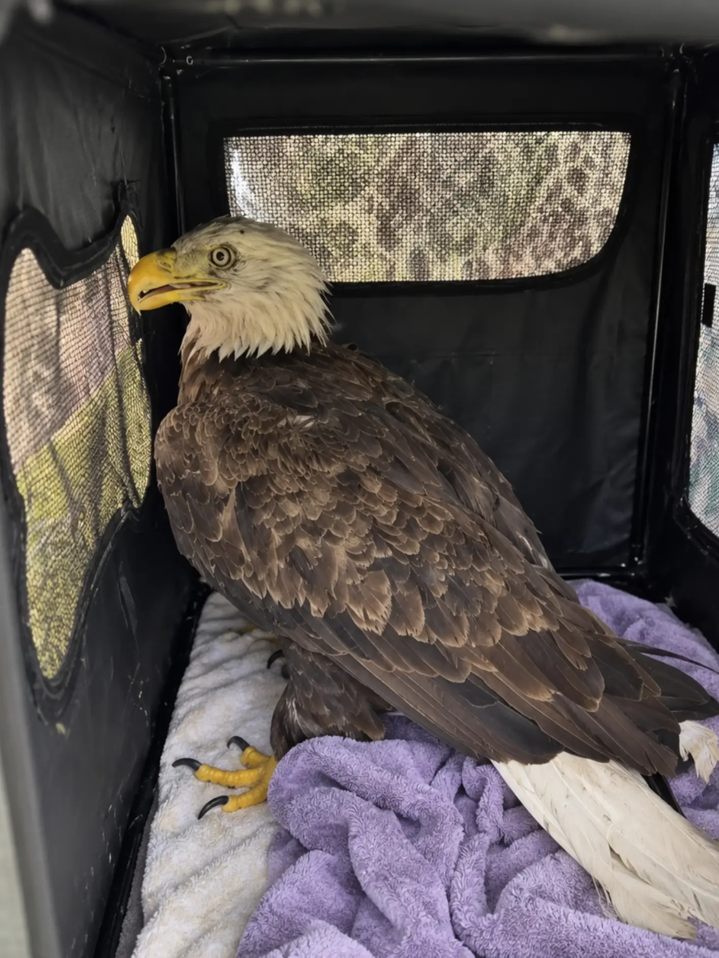 Bald Eagle Found Pacing Through a Backyard Unable to Fly — Rescuers Bring the Bird in for an Urgent Examination