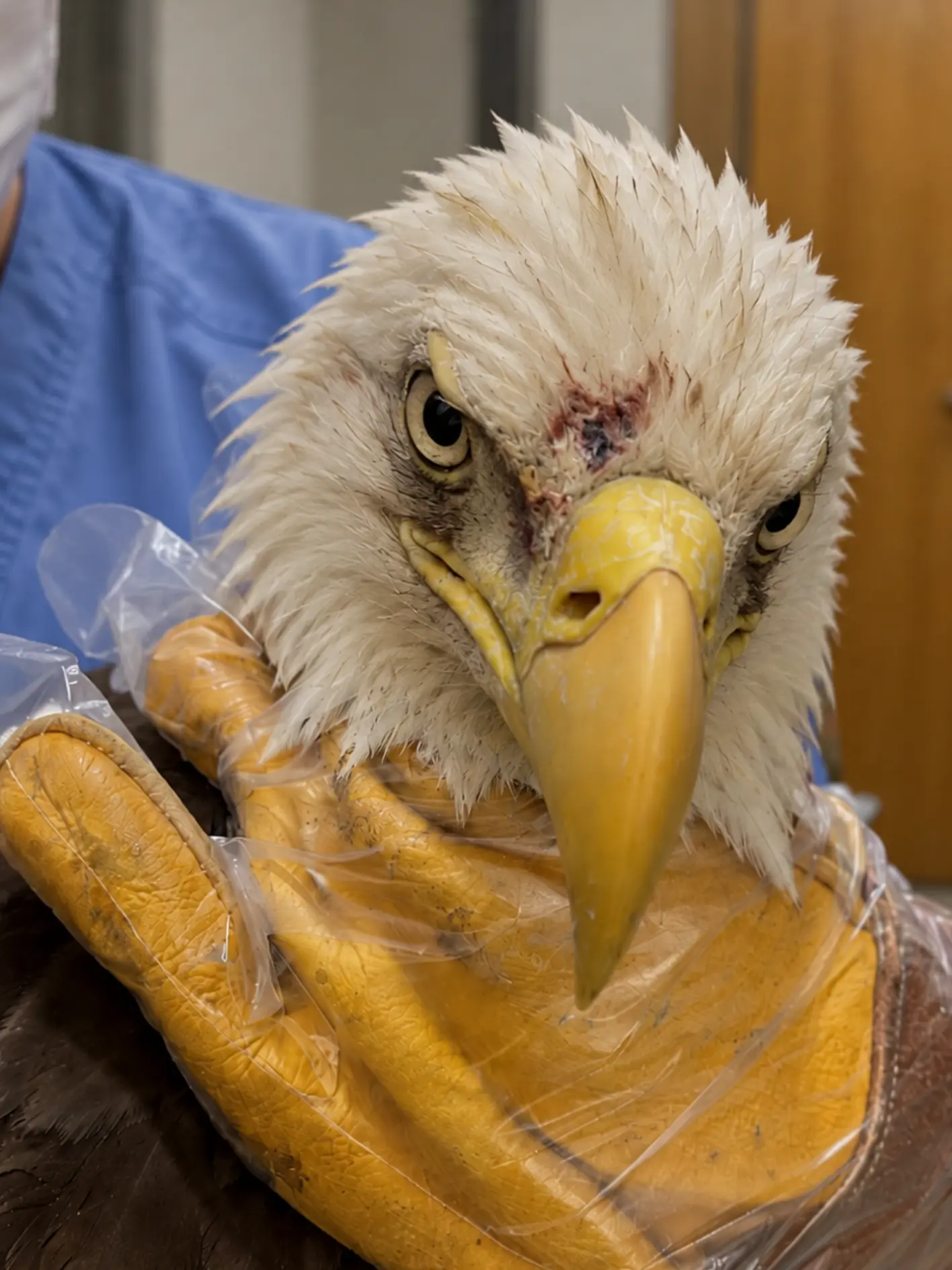 Bald Eagle Injured After a Suspected Territorial Fight — Veterinarians Find Facial Wounds, a Broken Toe and Low-Level Lead Exposure