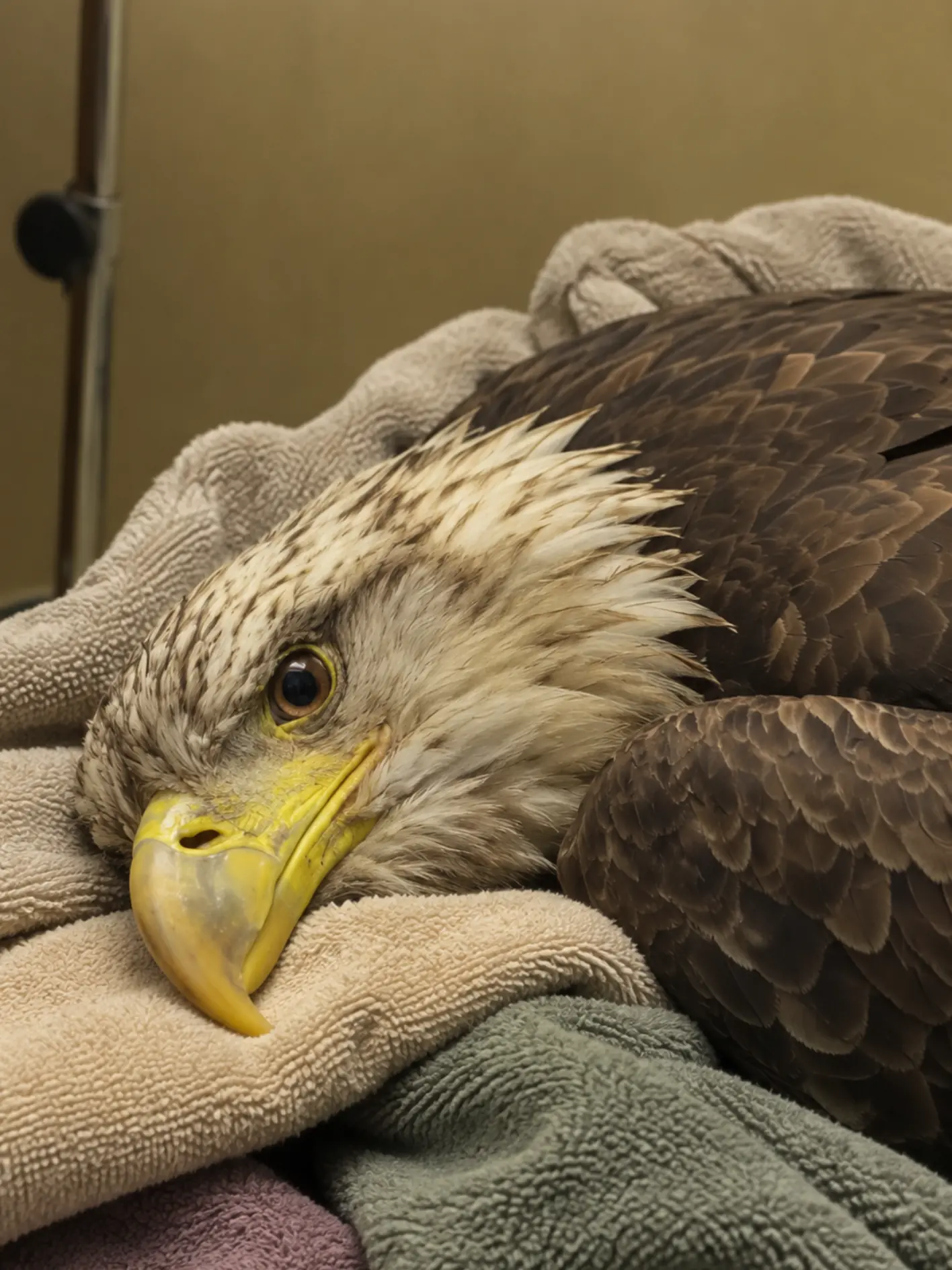 Bald Eagle Takes Flight Again After Surviving a Gunshot-Shattered Wing — A Veterinarian Refused to Give Up on Its Return to the Wild