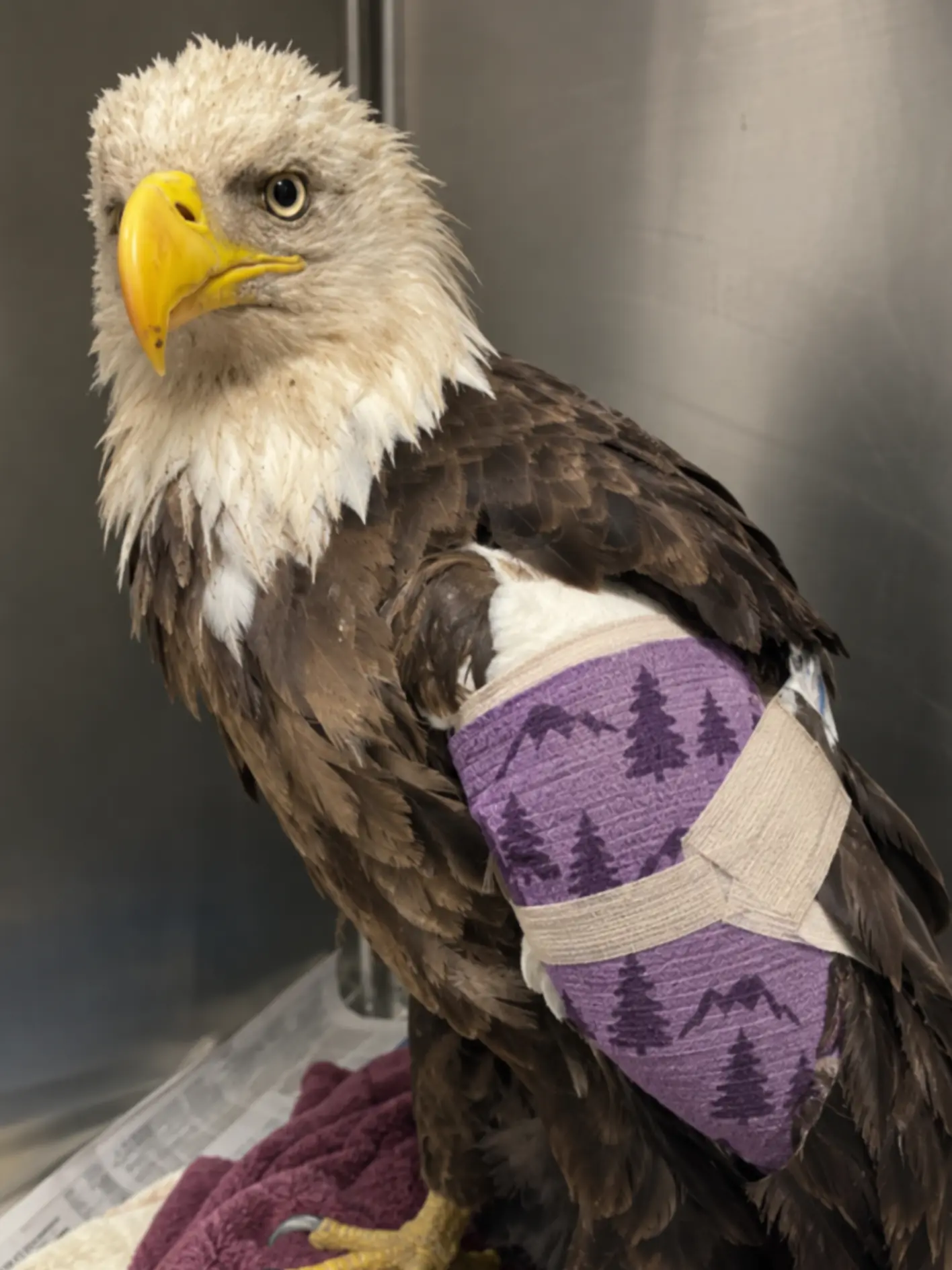 Bald Eagle Survives a Devastating Tornado — A Two-Hour Surgery Gives the Badly Injured Bird a Second Chance