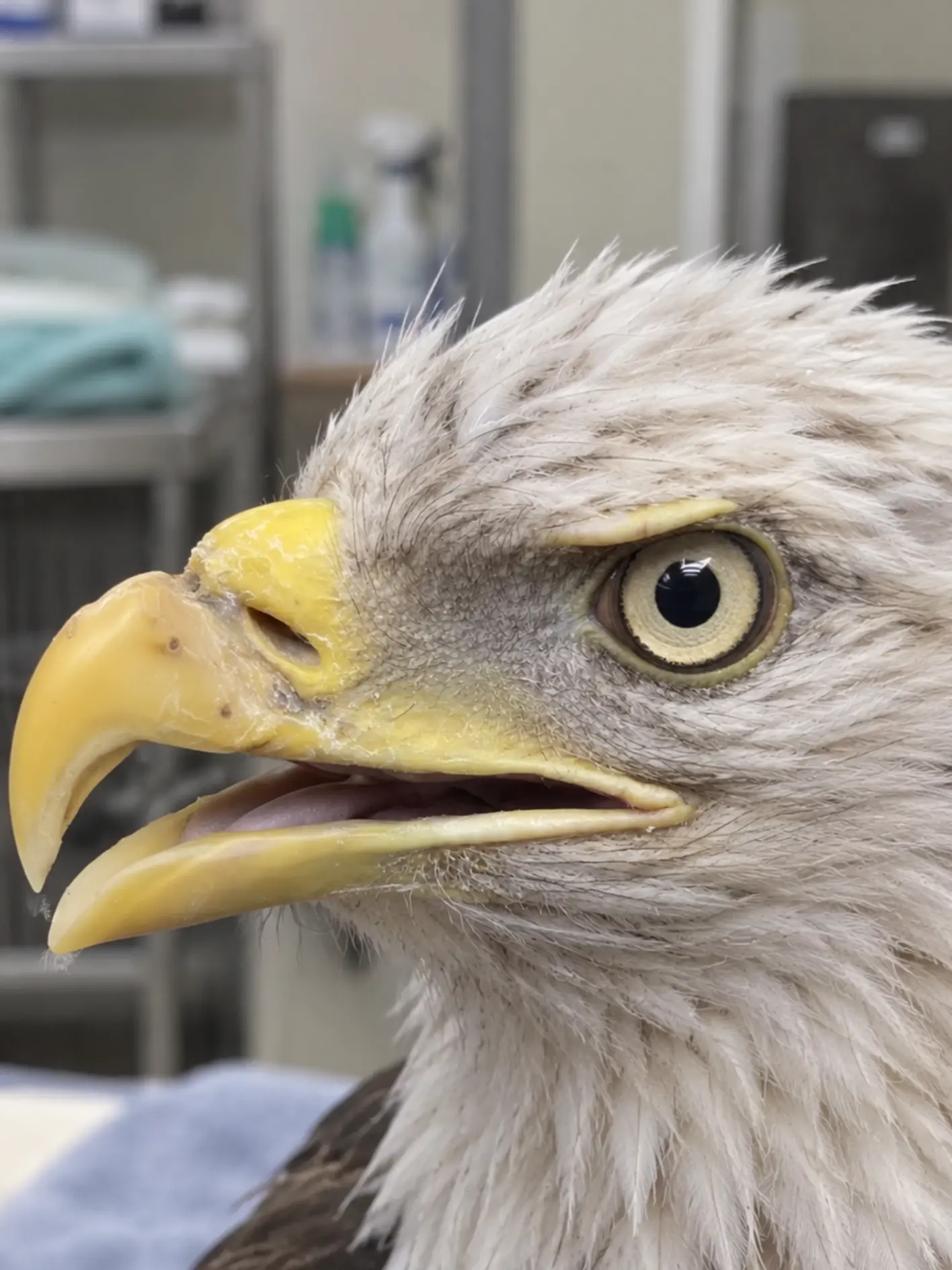 Bald Eagle Recovers After Suspected Gunshot Injury to the Beak — Wildlife Team Urges Public to Help Protect America’s Eagles