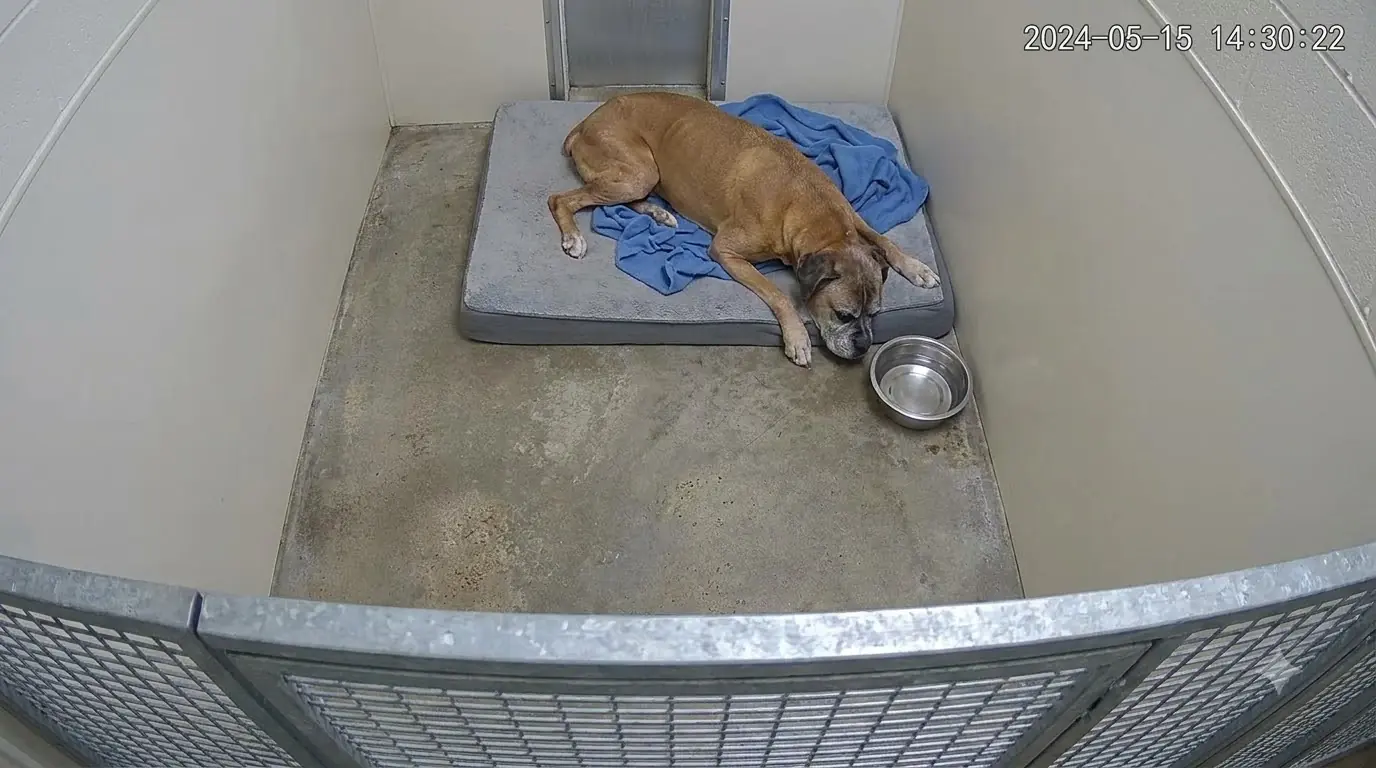 Rufus Can’t Stand at His Water Bowl Anymore, So Staff Moved It to the Edge of His Bed