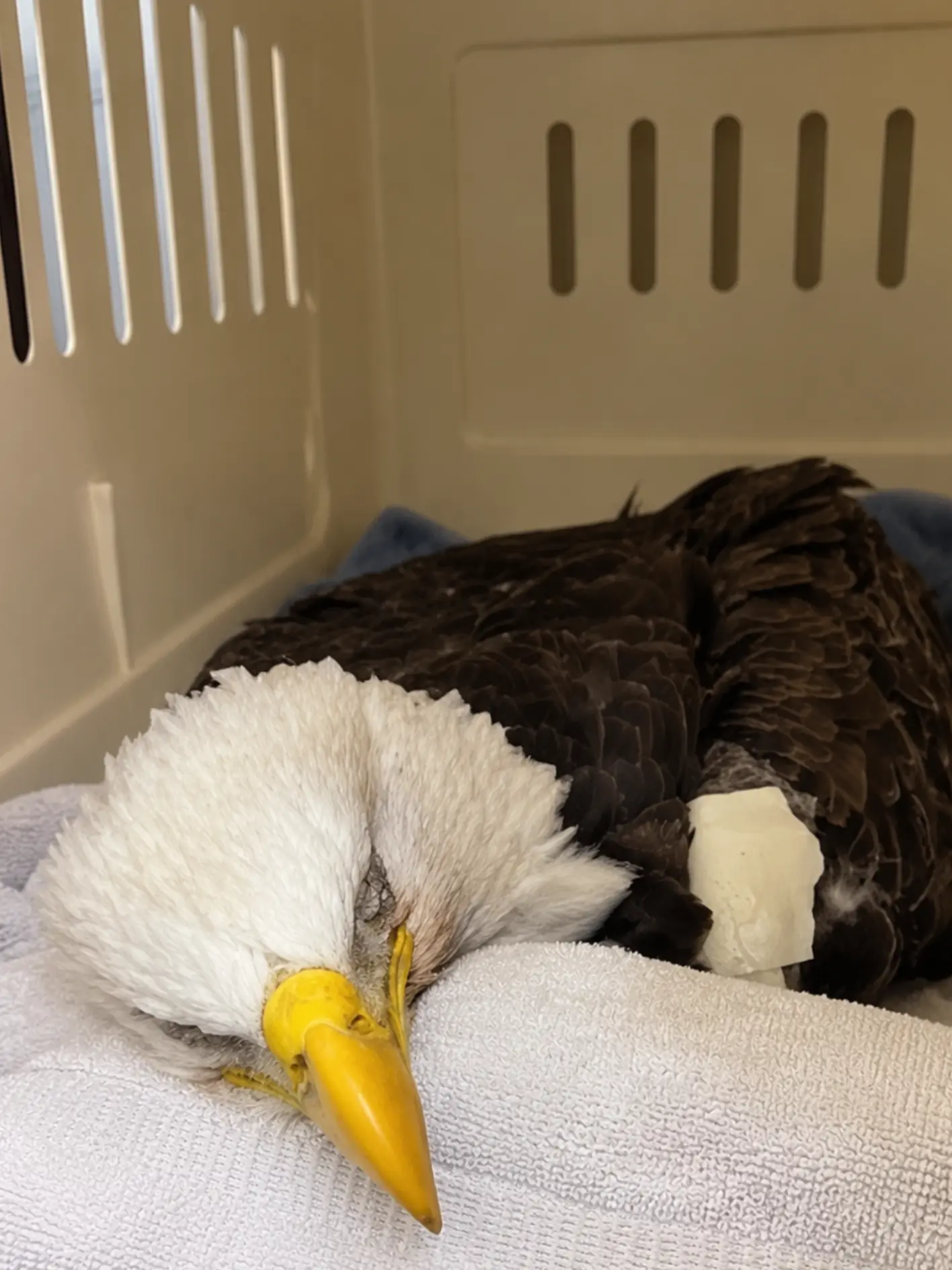 Bald Eagle Found Face-Down and Barely Responsive — Tests Reveal Pentobarbital Poisoning From a Euthanized Animal Discarded at a Landfill