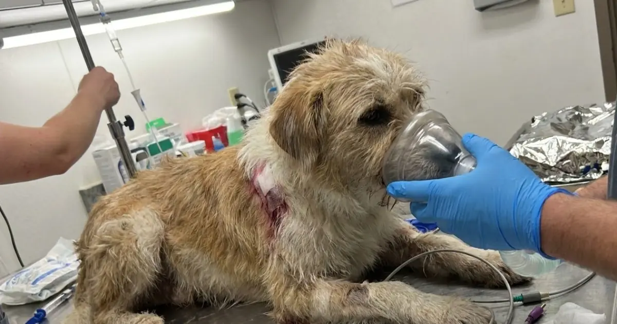 A Dog Was Found Barely Alive Beside the Road—and How We Fought to Save His Life