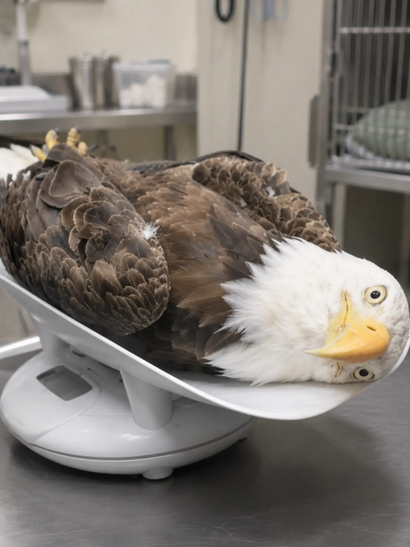 Bald Eagle Flies Again After a Hunter’s Shot Fractured Its Wing — The Veterinarian Who Stayed After Hours Helped Give It Back the Sky