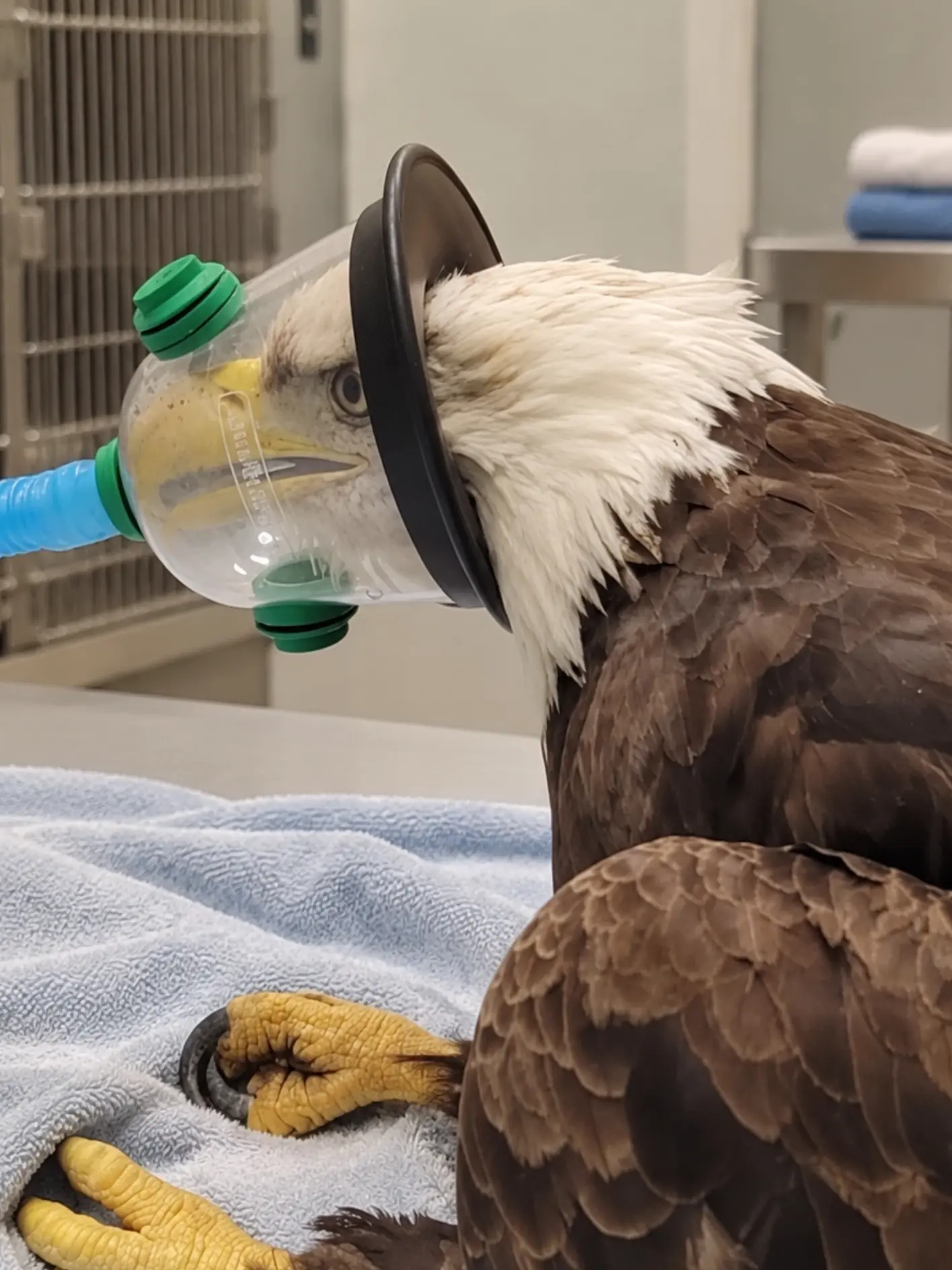 Bald Eagle Hit by a Car Survives the Crash — Bloodwork Reveals a Second, Hidden Threat: Lead Poisoning