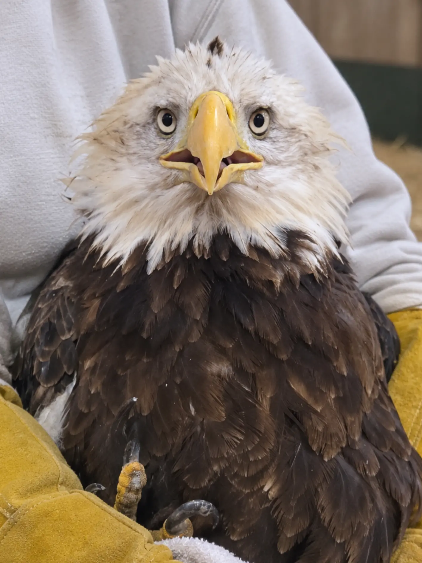 Four-Year-Old Bald Eagle Arrives Critically Underweight After a Gunshot Fractures Its Wing — Rescue and Specialized Care Give It a Chance to Recover