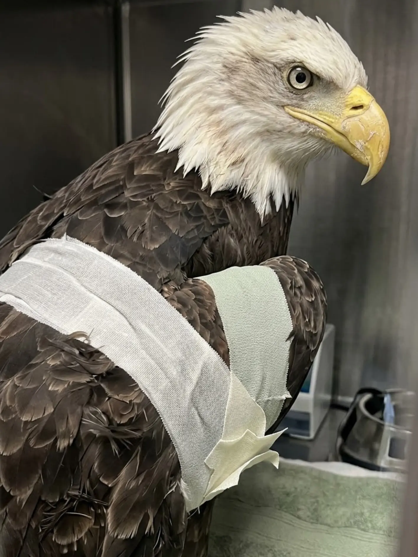 X-Rays Reveal Metal Fragments in an Injured Bald Eagle’s Wing — Now It Is Fighting Both a Fracture and Lead Poisoning