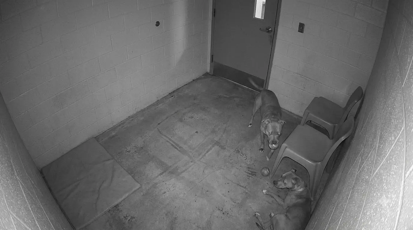 Rosie Keeps Bringing Her Favorite Toy Into the Room Where Families Used to Meet Her
