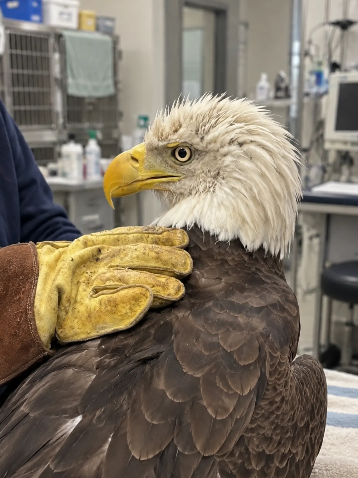 Bald Eagle Pulled From a Florida Lake Moments Before an Alligator Reached It — A Homeowner’s Quick Response Gave the Injured Bird a Second Chance