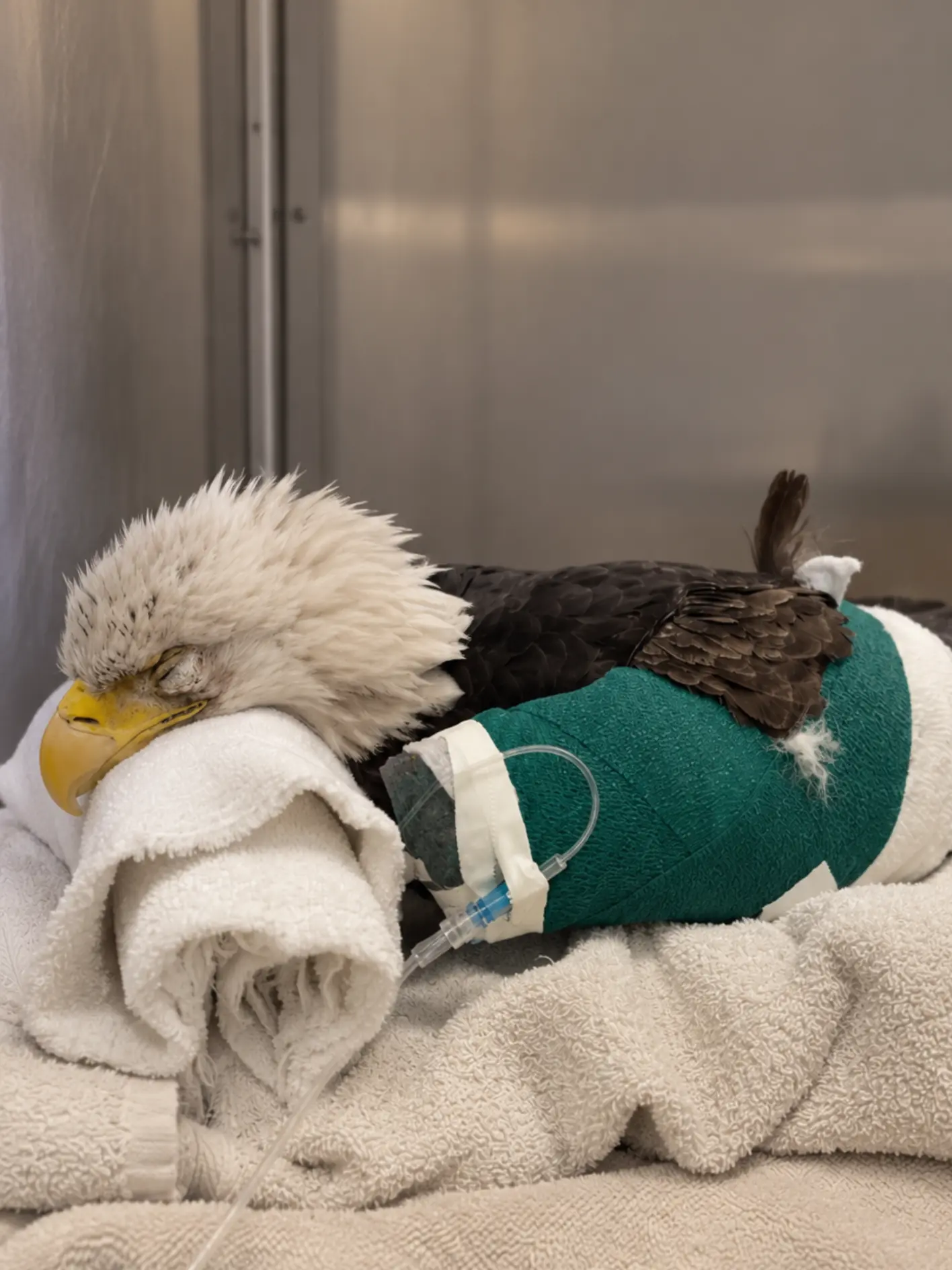 Bald Eagle Arrives Unable to Stand as a Severe Neurologic Infection Takes Hold — Veterinarians Race to Stabilize the Critically Ill Bird