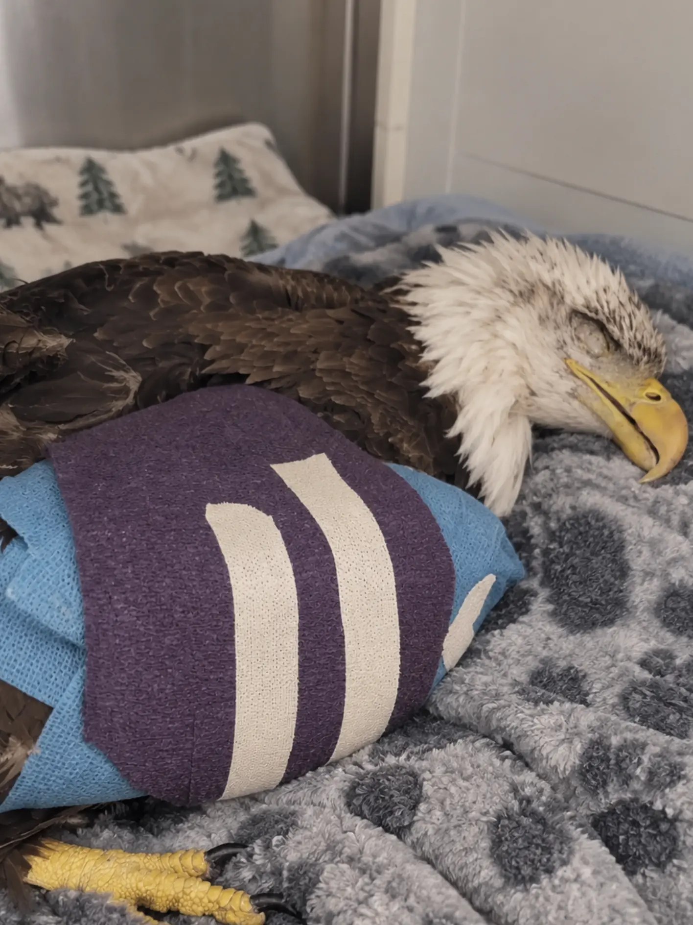 Bald Eagle Arrives With Multiple Fractures and Dangerous Lead Levels — Emergency Wing Surgery Becomes Only the First Step in Its Recovery