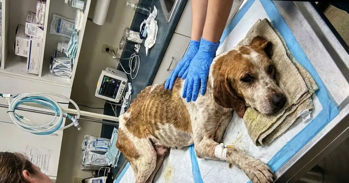 A Starving Dog Arrived Too Weak to Stand—and His Bloodwork Revealed an Even Greater Danger