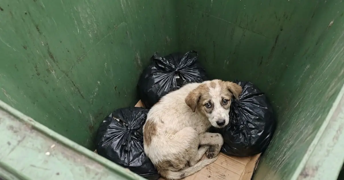A Puppy Was Found Abandoned Inside a Trash Can—and His Condition Revealed This Wasn’t His First Night Without Care