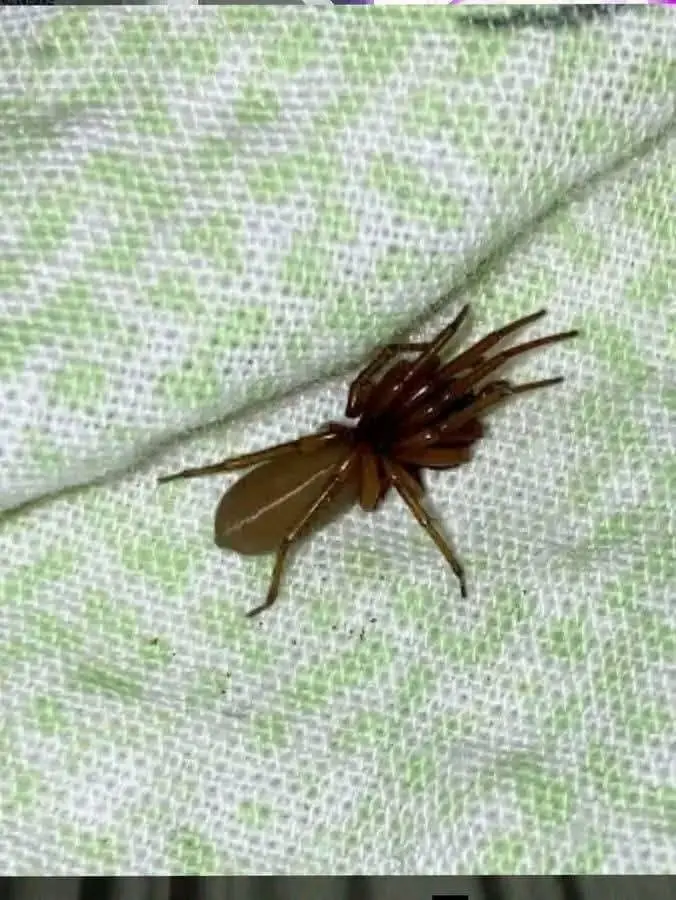 Meet the Red-Fanged Wandering Spider