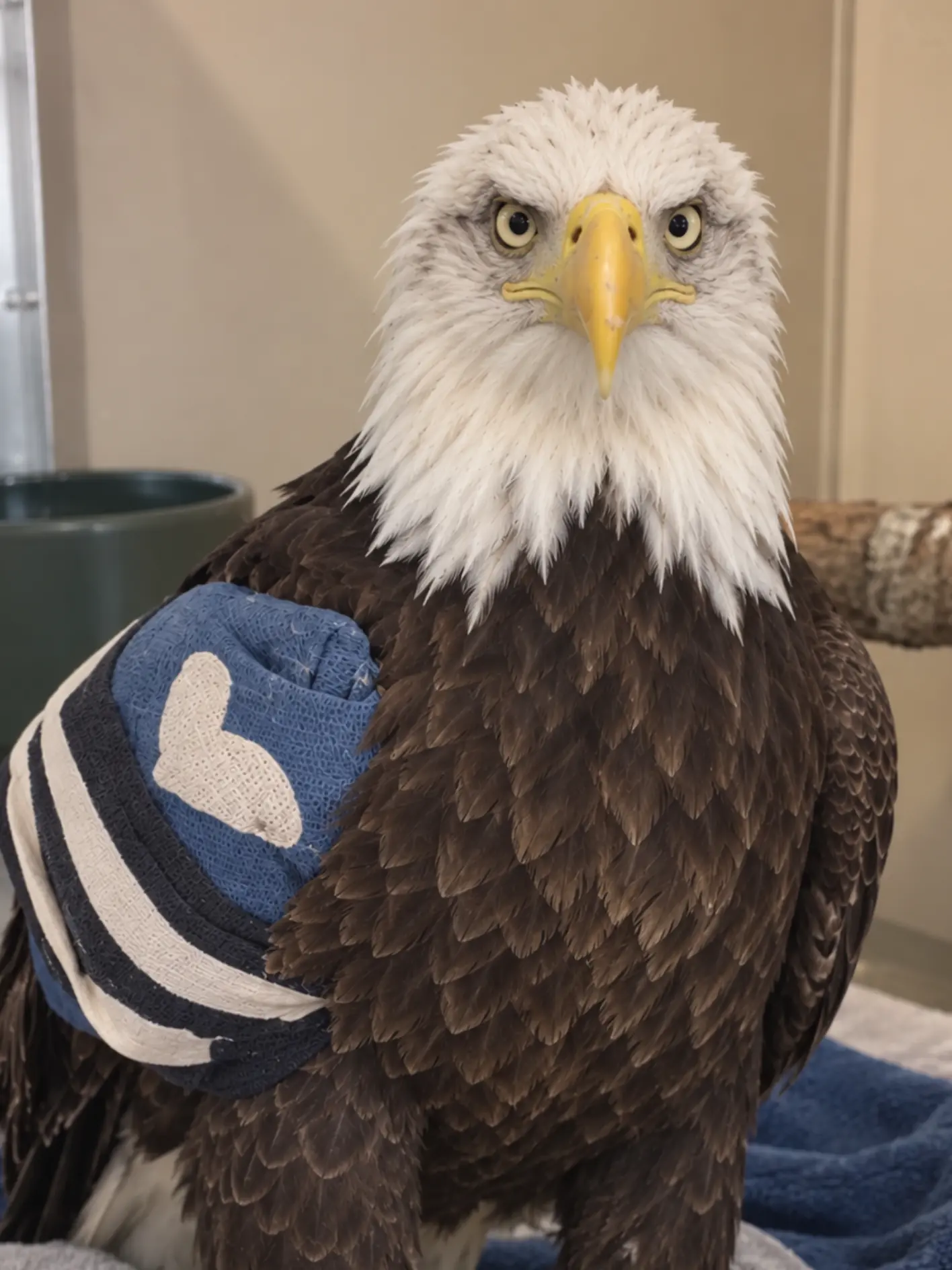 Bald Eagle Found Exhausted on the Side of a Rural Road — A Young Woman Stopped, and X-Rays Revealed a Wing Fracture Hidden Beneath Its Feathers