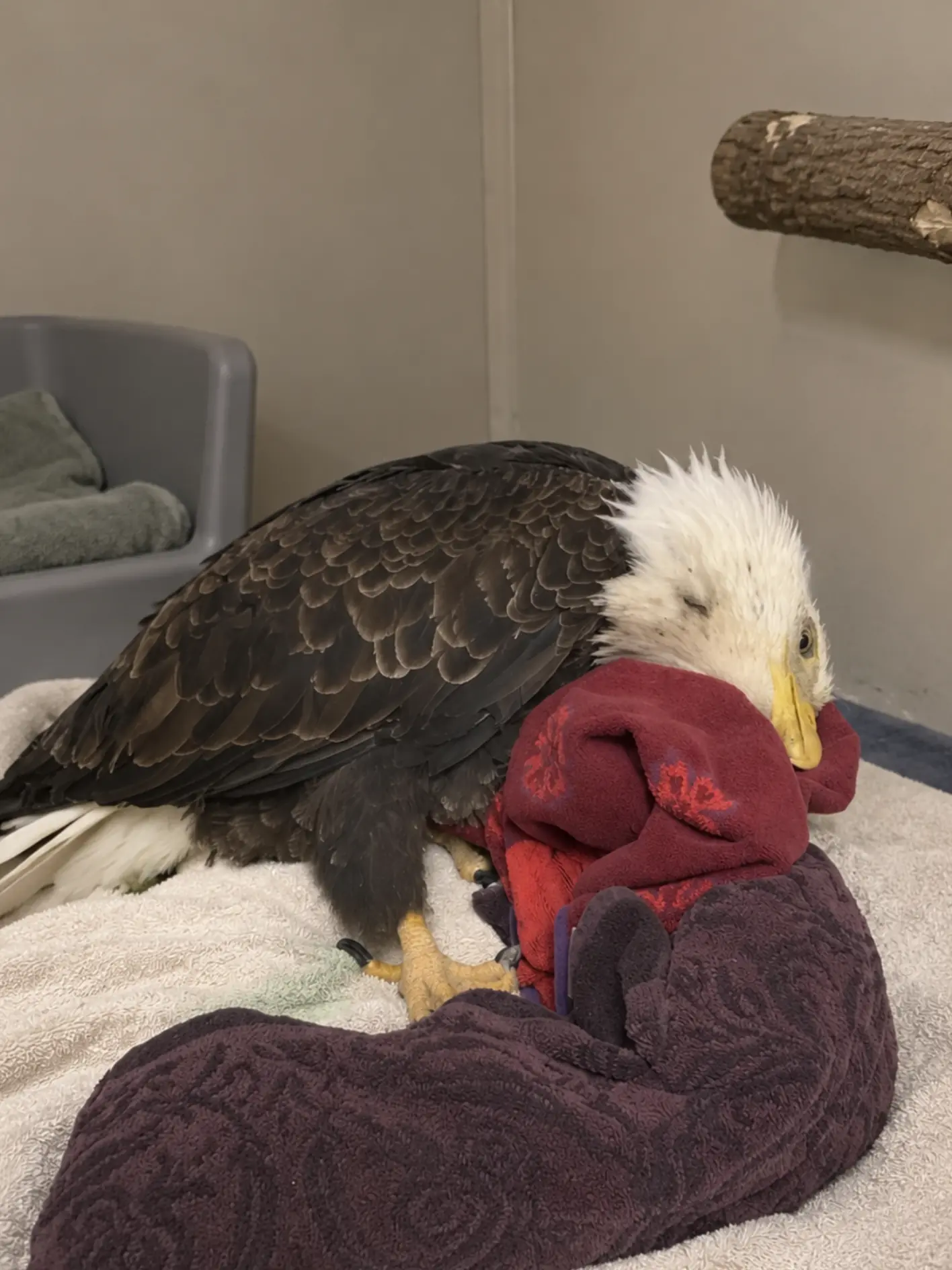 Bald Eagle Found Weak and Unable to Fly — Bloodwork Reveals the Hidden Damage Left Behind by Lead Ammunition