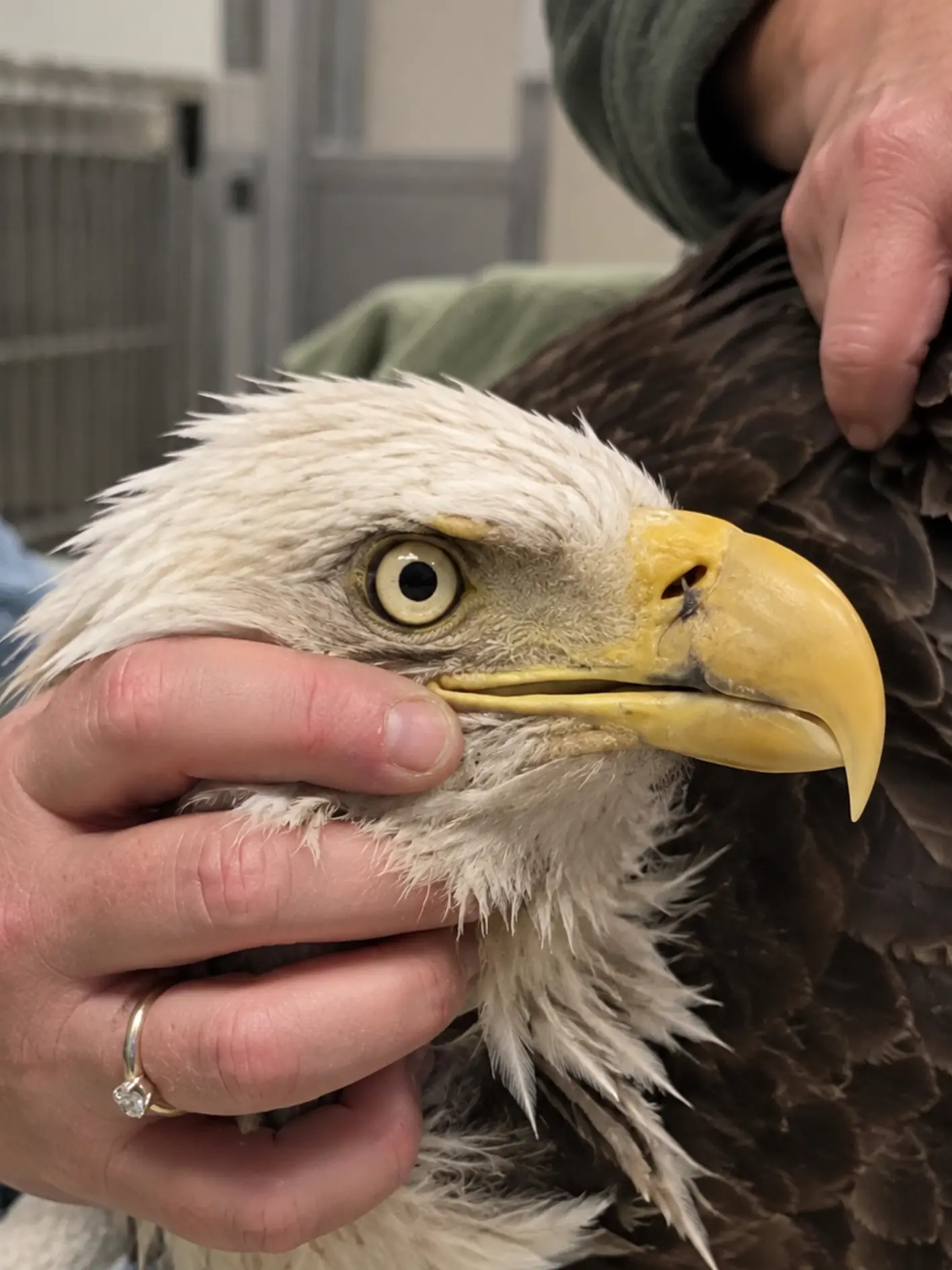 Bald Eagle Nearly Dies With a Fishing Hook Lodged in Its Beak and Line Wrapped Around Its Wing — Two Children Spotted the Bird Before It Was Too Late