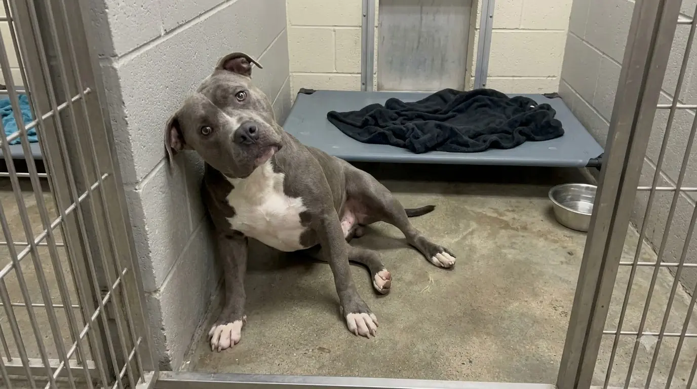 Diesel Keeps Crashing Into His Kennel Wall, but His Legs Aren’t the Problem
