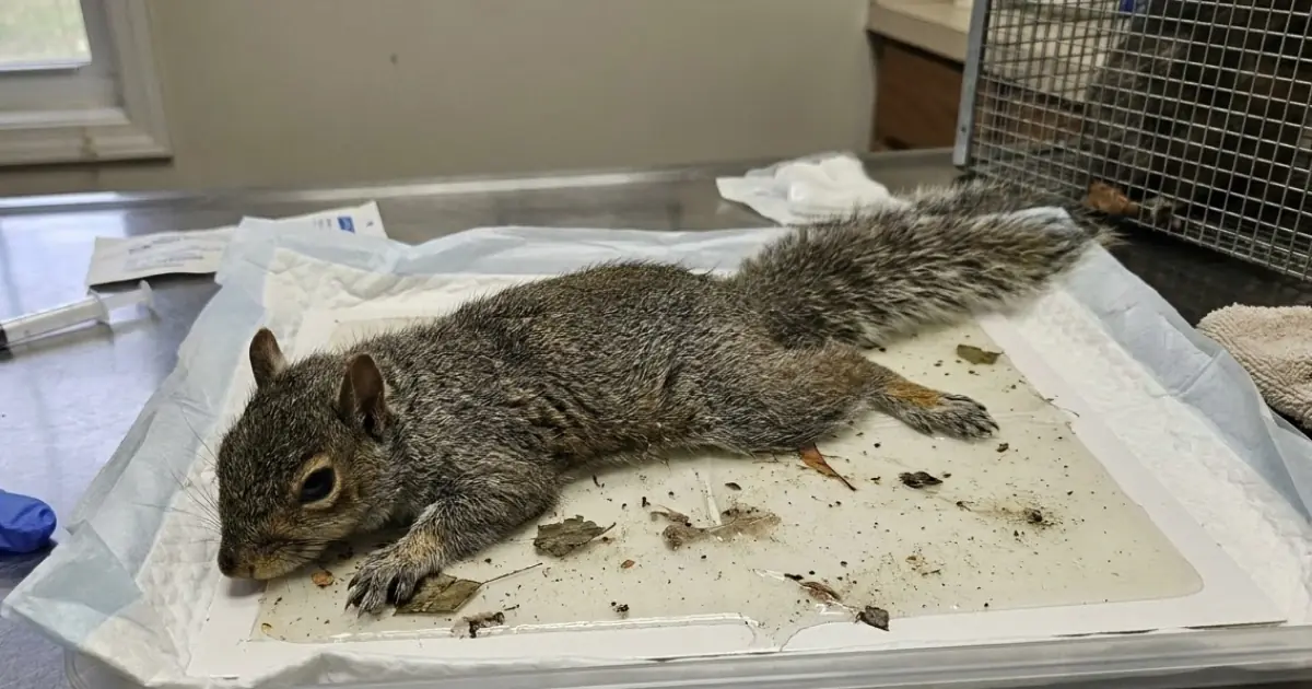 A SQUIRREL ARRIVED COMPLETELY STUCK TO A GLUE TRAP — THE FIRST FEW HOURS BECAME A RACE TO STABILIZE HIM