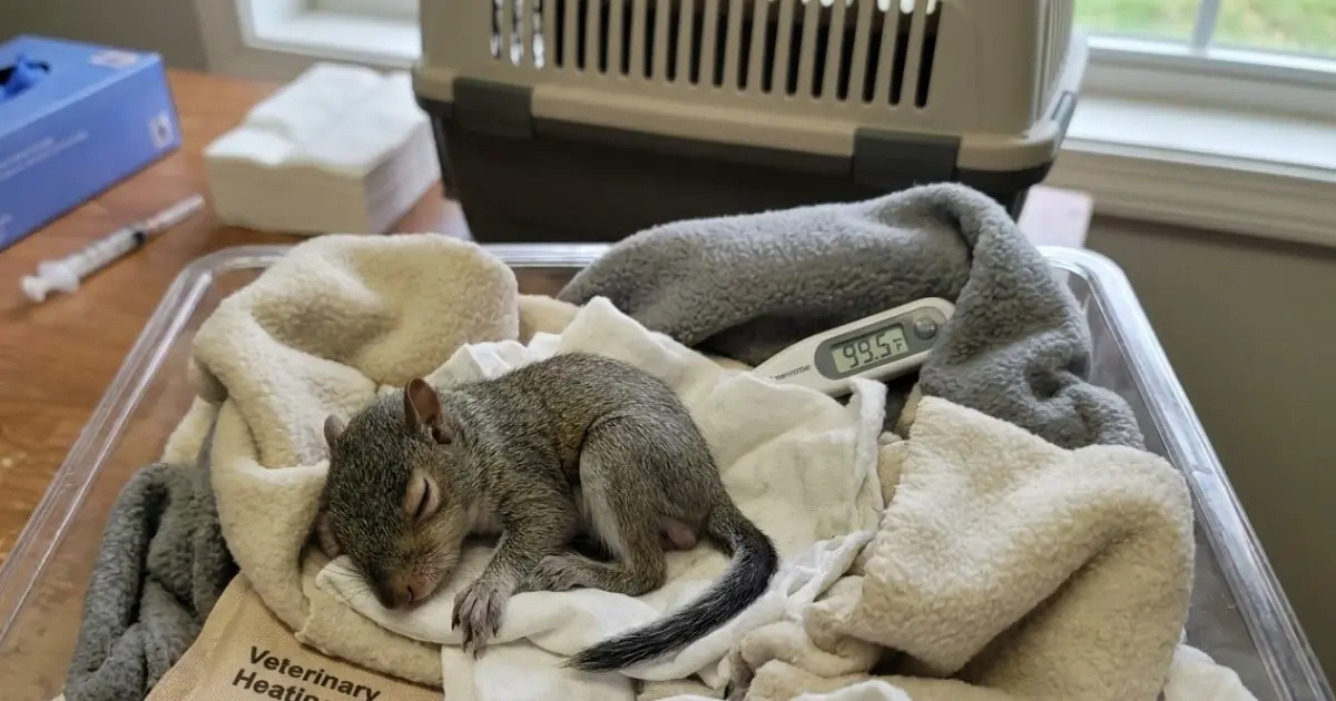 A Tiny Squirrel Was Found Alone in a Backyard — Keeping Her Alive Without Her Mother Became a Round-the-Clock Job