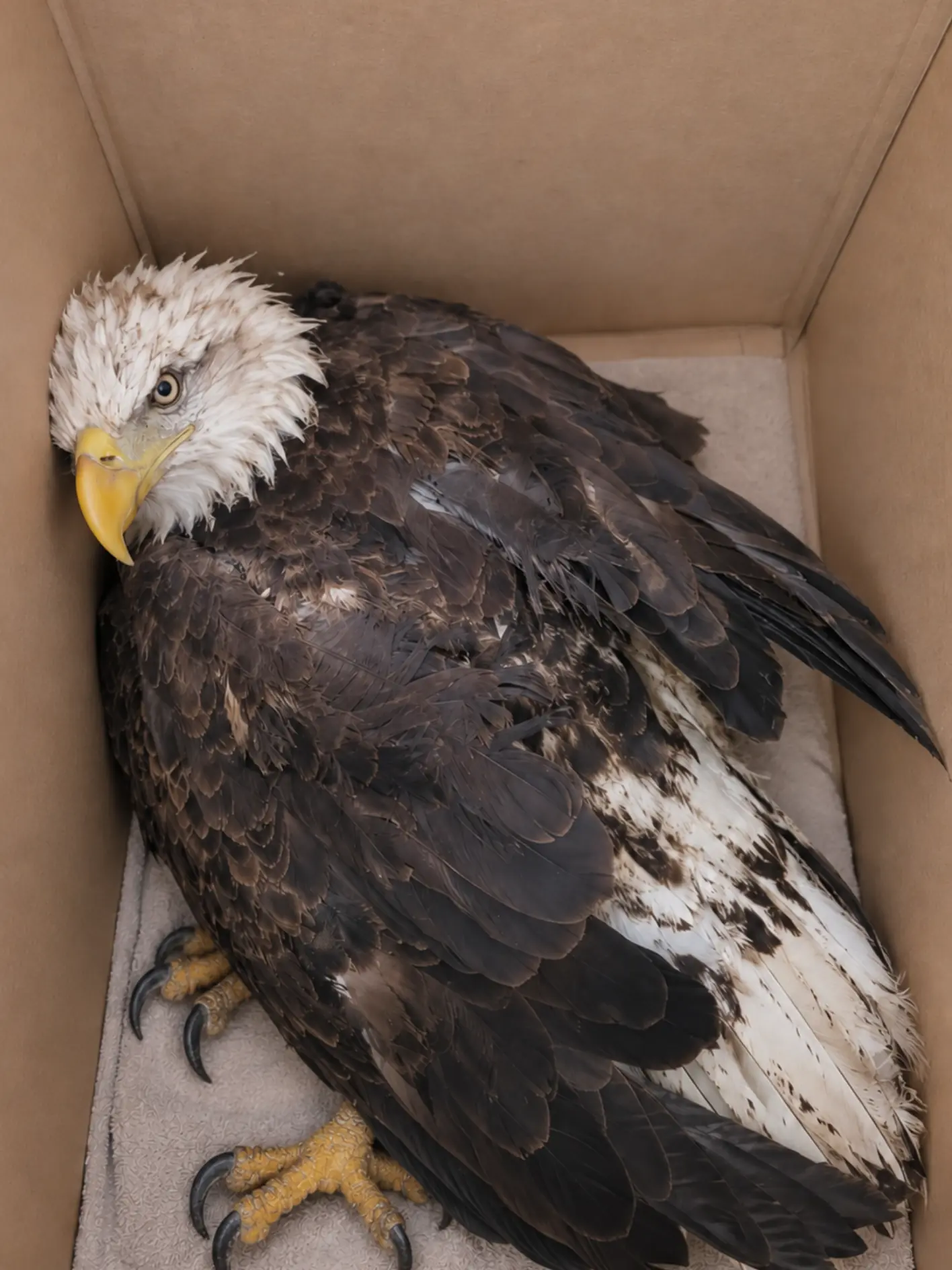Bald Eagle Grows Increasingly Lethargic During Rescue — Volunteers Fear It May Die on the Drive to Specialized Care