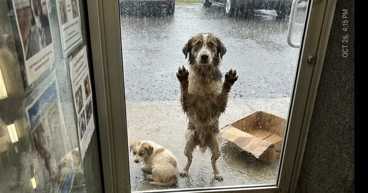 A Mother Dog Scratched at the Door in the Pouring Rain—Desperate to Save the Weak Puppy Lying Beside Her