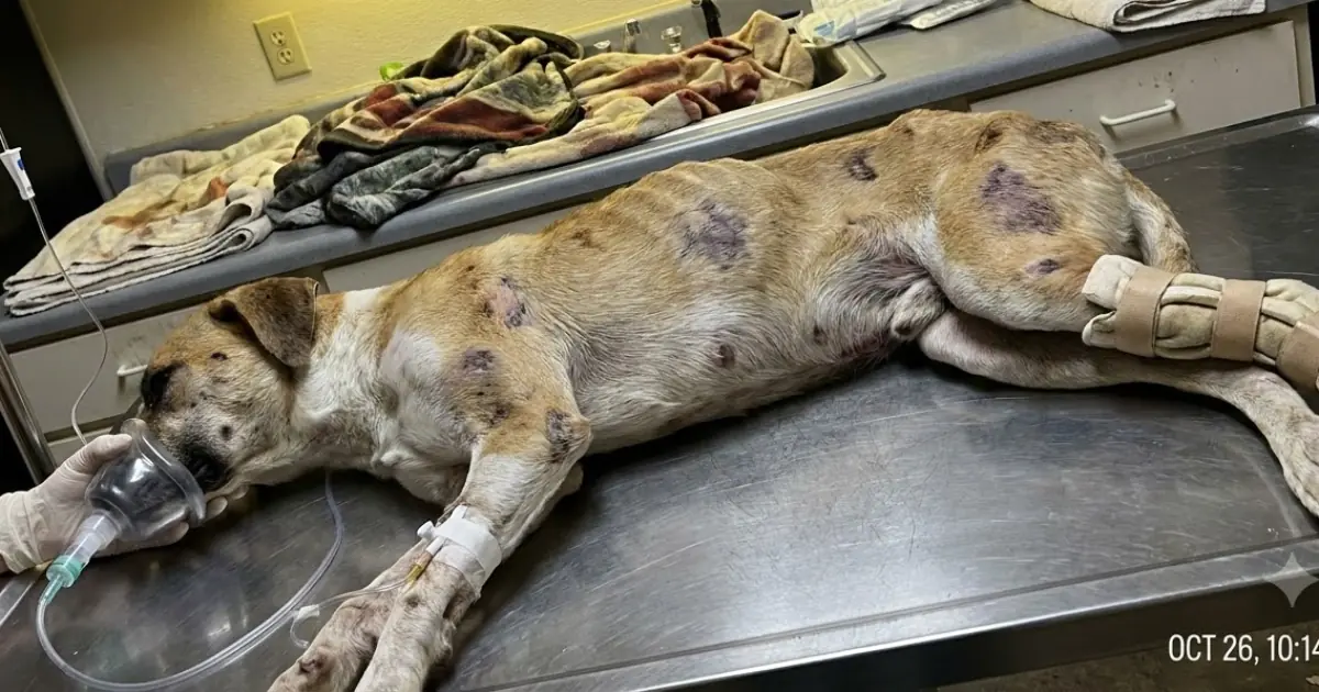 A Badly Injured Dog Was Found Beside the Road—With No One There to Explain What Happened