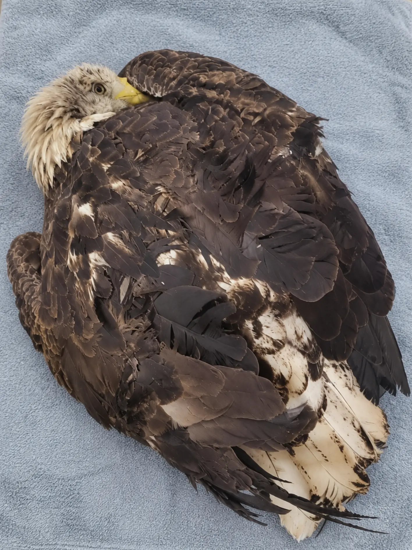 Bald Eagle Arrives Standing on Its Own — Hours Later, a Diluted Blood Sample Reveals an Extraordinary Lead Level of 261 µg/dL
