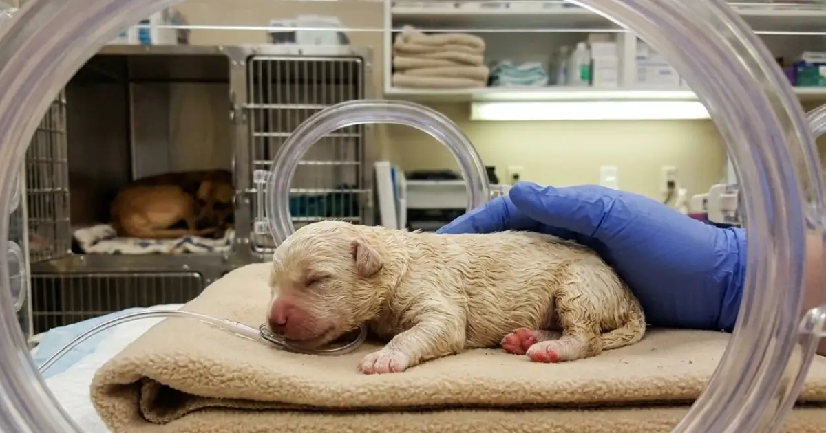 A Tiny Puppy Was Born Inside a Shelter—But He Was Too Weak to Nurse Beside His Mother