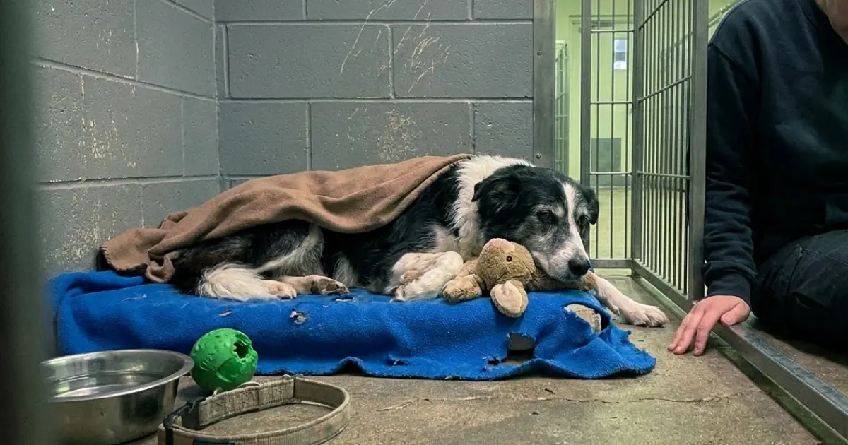 A Senior Dog Pass Away After 12 Years in a Shelter—Never Knowing What It Felt Like to Be Chosen