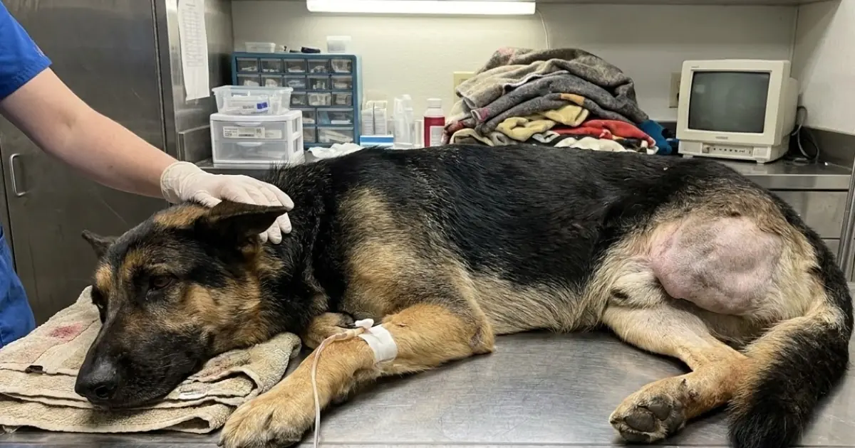 A German Shepherd Lost His Leg in an Accident—Then His Family Abandoned Him for Being “Useless”